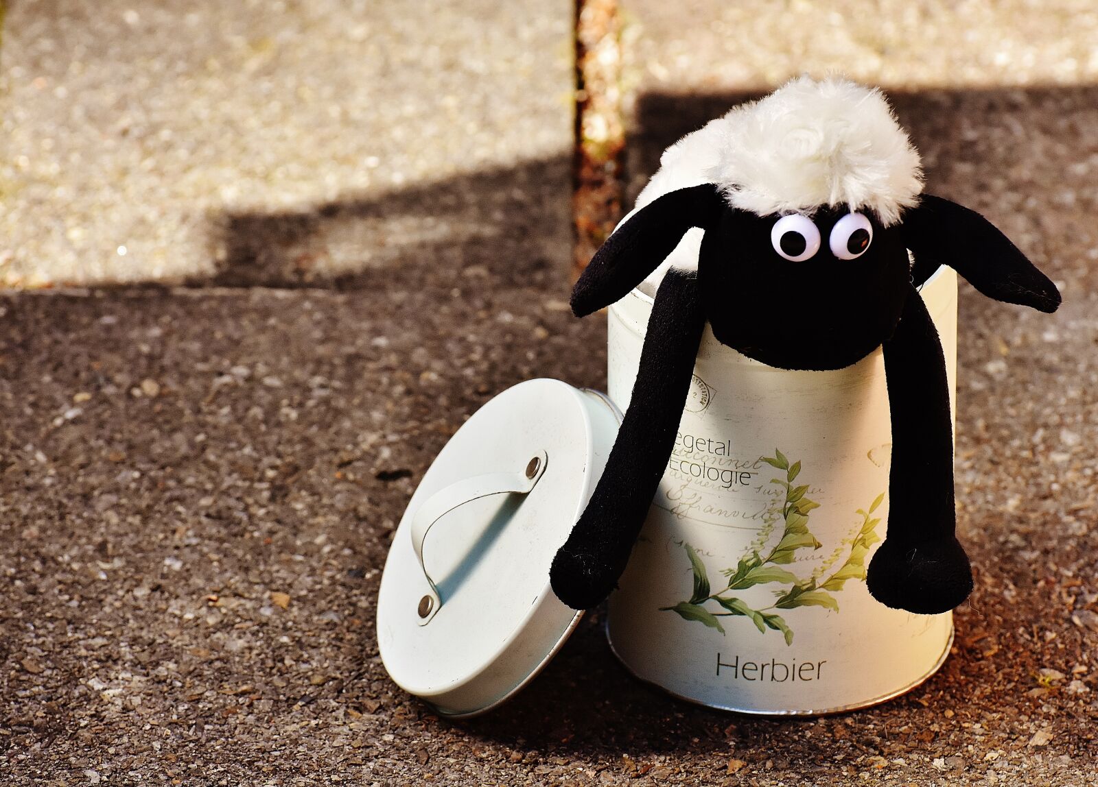 Nikon D7200 sample photo. Sheep, box, funny photography