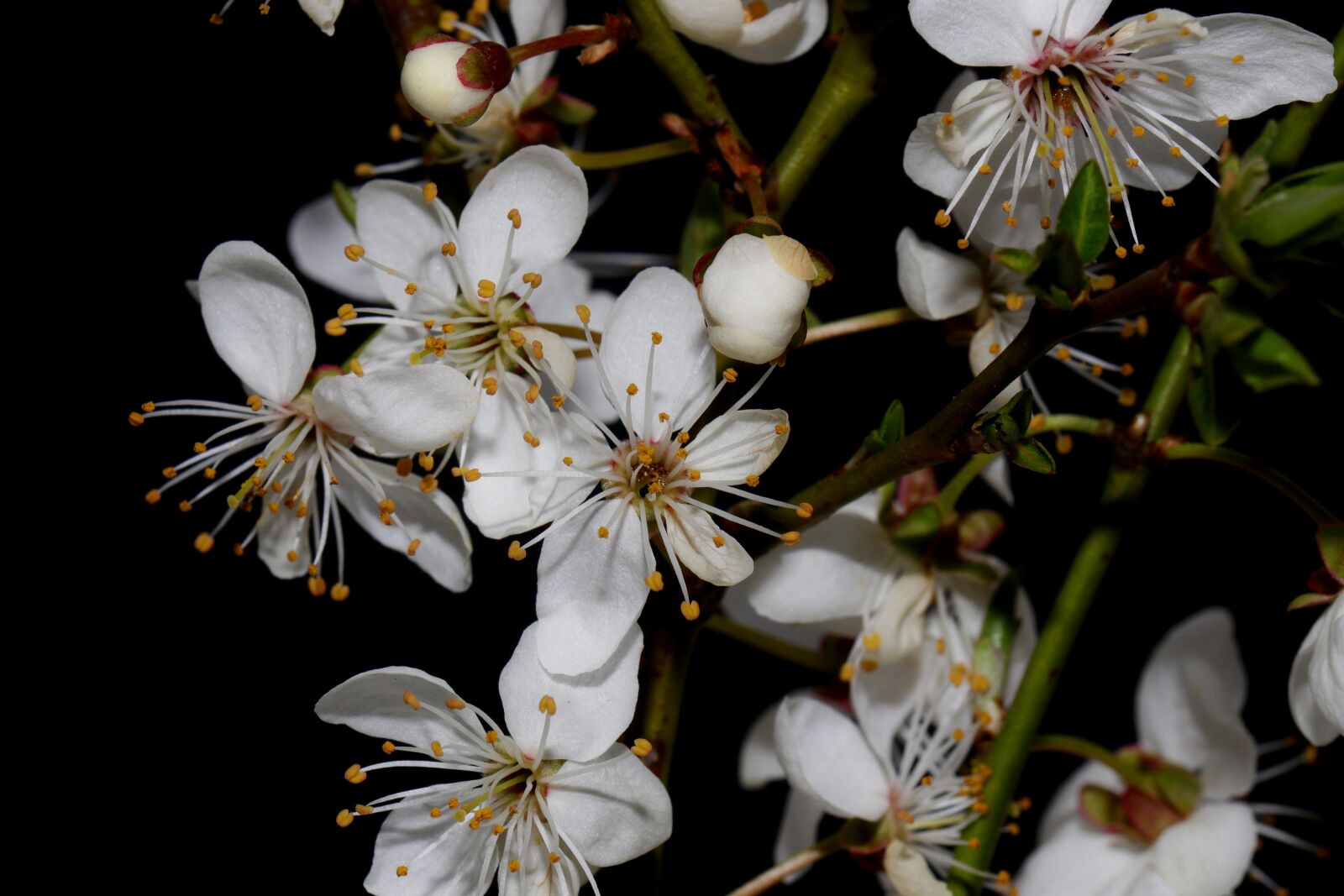 Canon EOS 80D sample photo. Flower, spring, summer photography