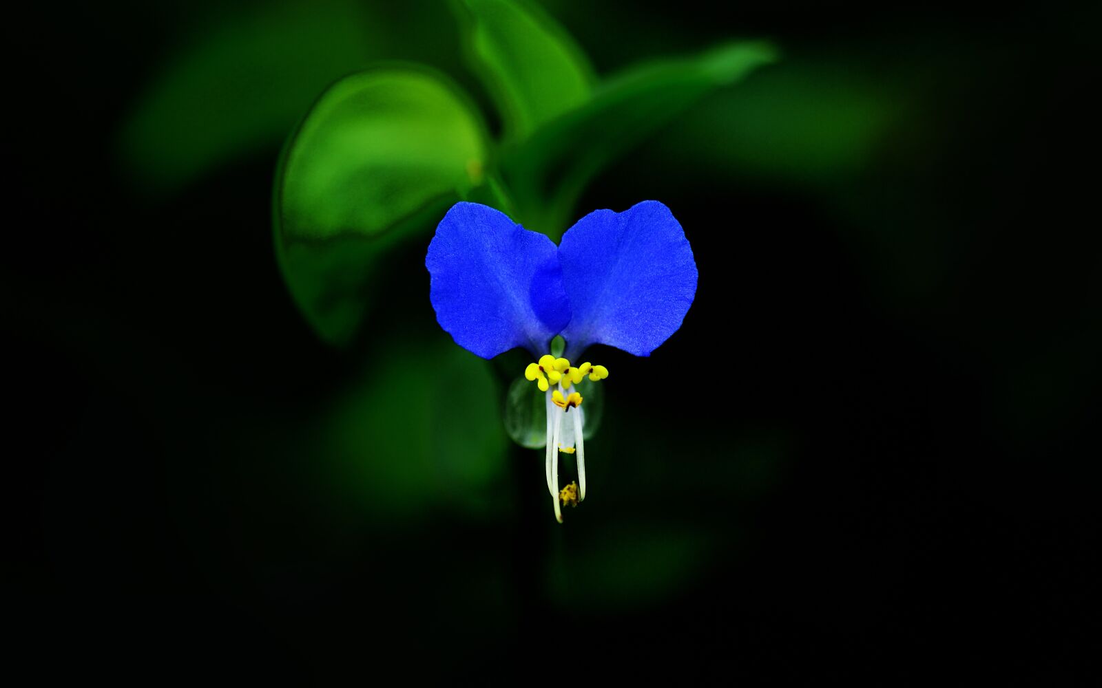 Nikon D800 sample photo. Autumnal, plant, asiatic dayflower photography