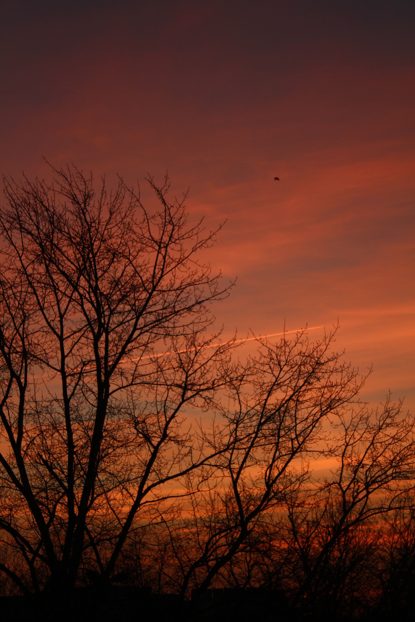 Canon EOS 650D (EOS Rebel T4i / EOS Kiss X6i) sample photo. Winter, branch, sky photography