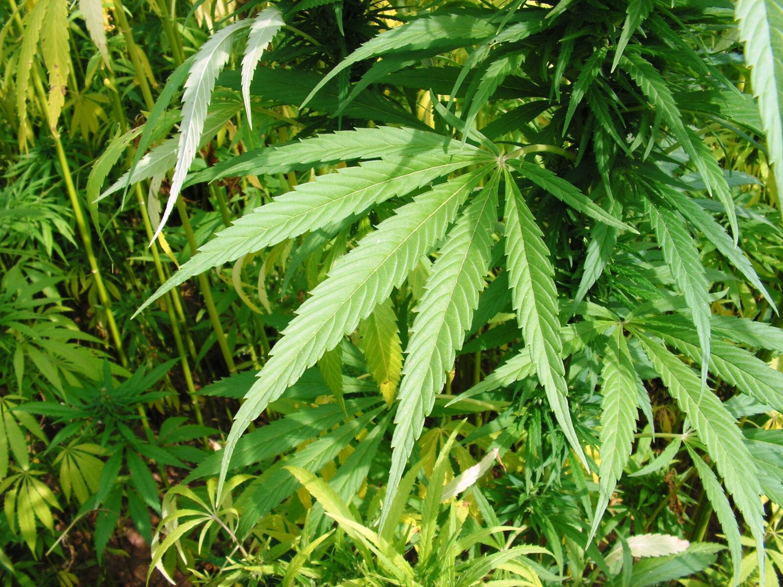 KONICA MINOLTA DiMAGE Z20 sample photo. Hemp, hemp leaf, cannabis photography