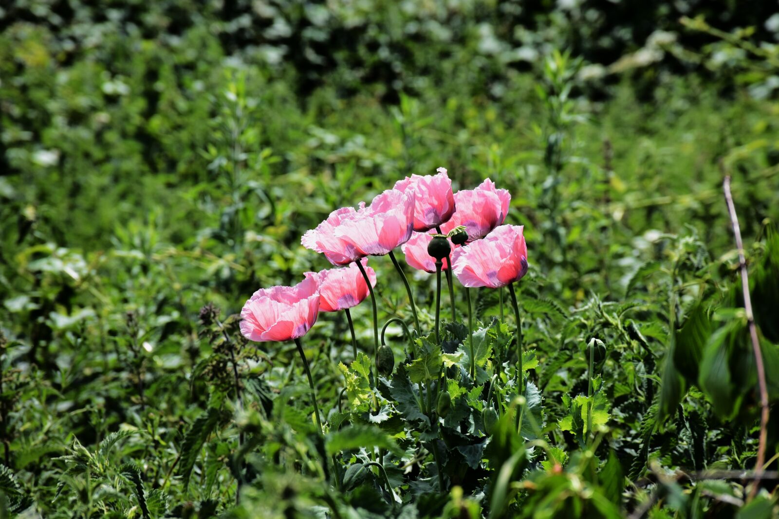 Nikon D7200 sample photo. Poppy, pink, bloom photography