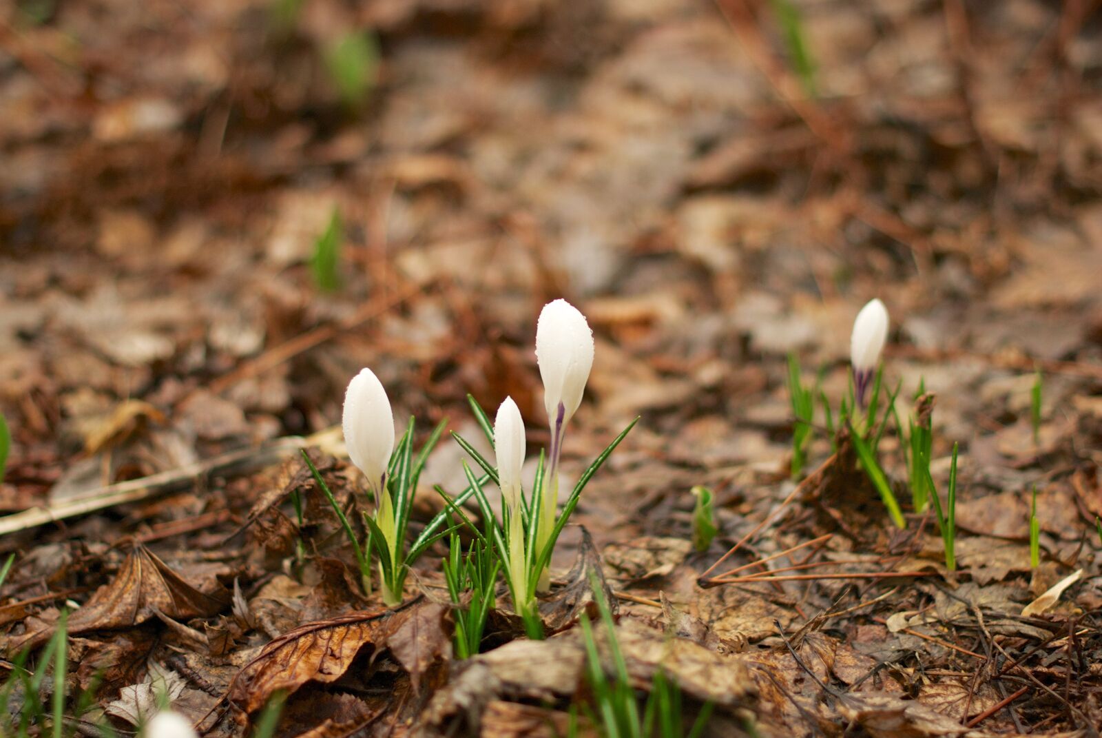 Nikon D80 sample photo. Crocus, spring, physic garden photography