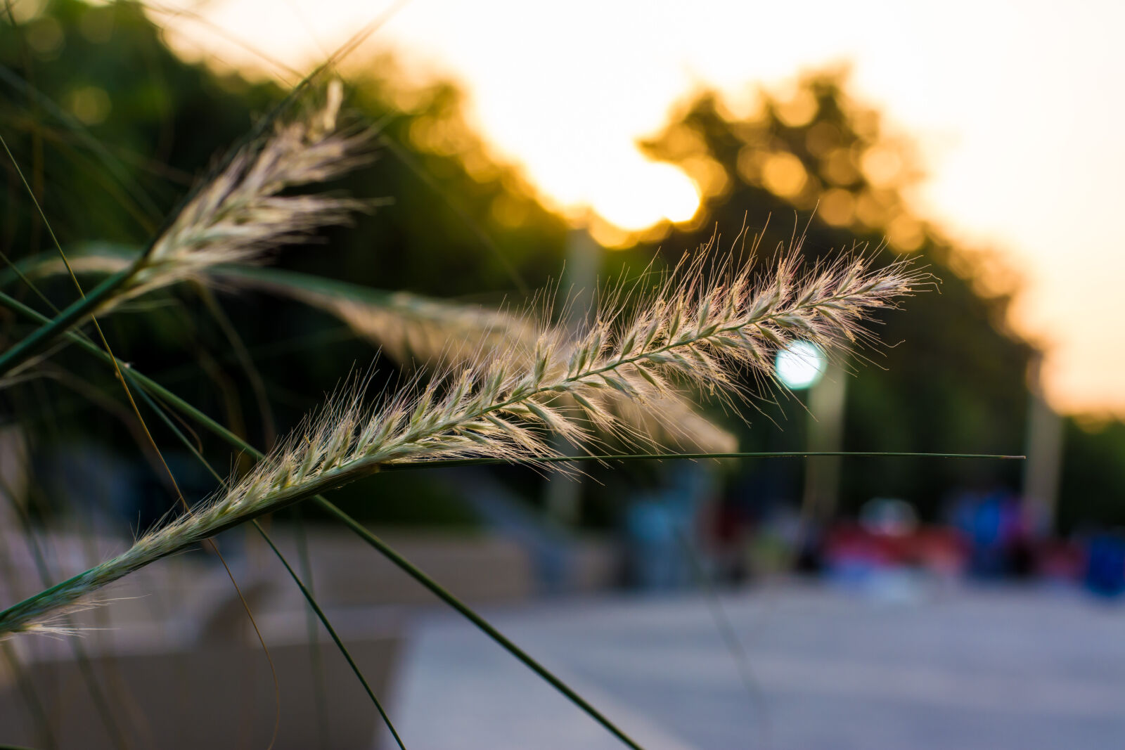 Nikon D5200 + Nikon AF-S Nikkor 50mm F1.8G sample photo. 50mm, autum, d5200, leaf photography