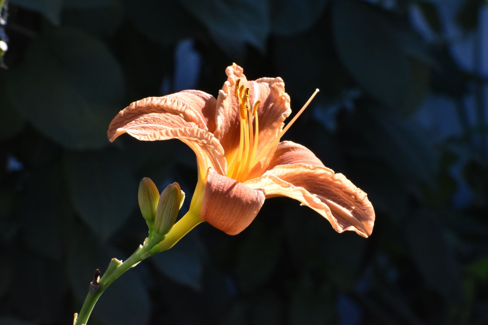 Nikon D3400 sample photo. Day-lily, orange, dark photography