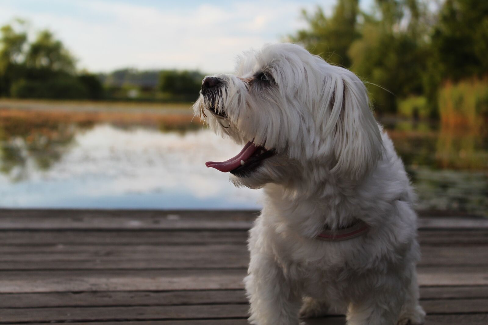 Canon EOS 1300D (EOS Rebel T6 / EOS Kiss X80) sample photo. Dog, tired, pet photography