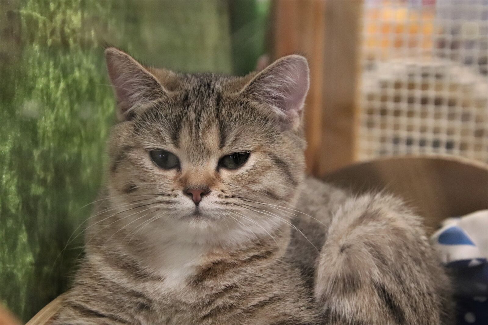 Canon EOS 800D (EOS Rebel T7i / EOS Kiss X9i) sample photo. Cats, felines, pedigree photography