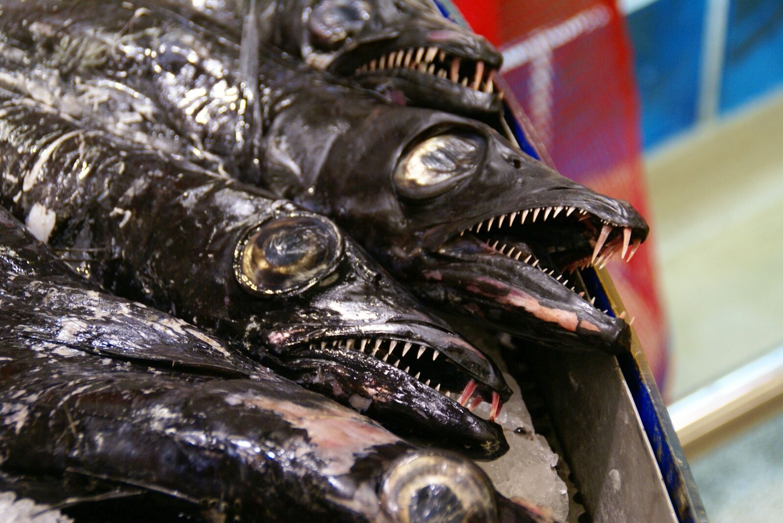 Sony Alpha DSLR-A100 sample photo. Fish, teeth, predator photography