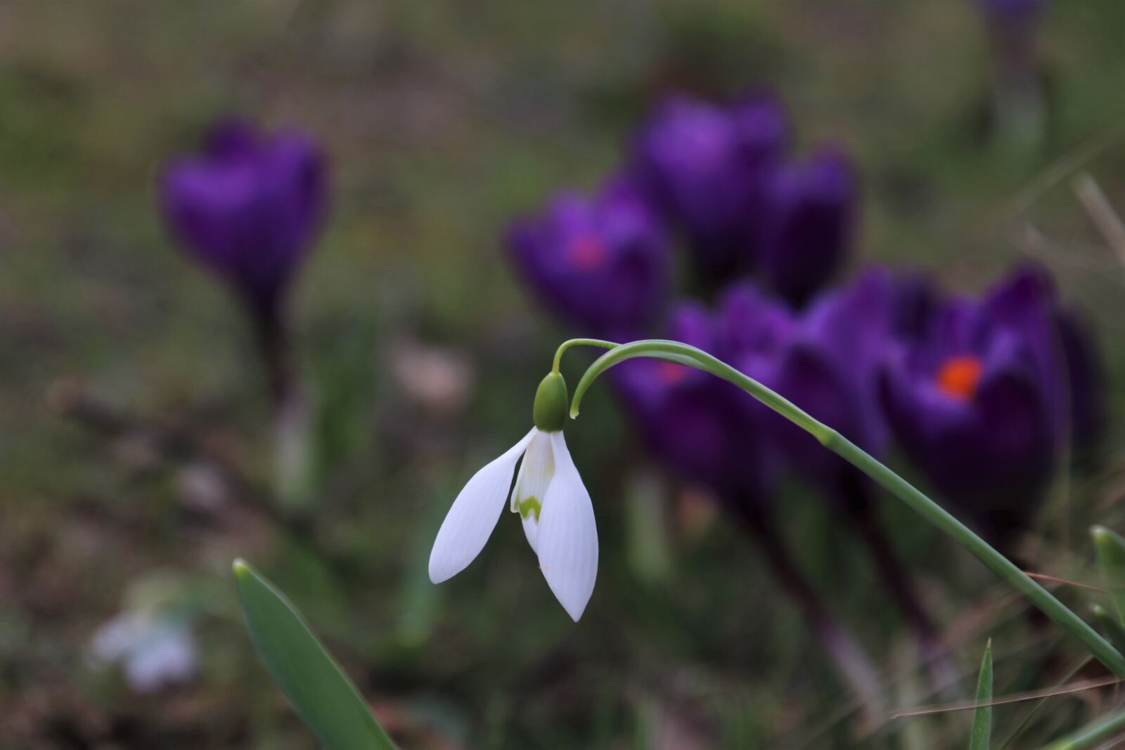 Canon EOS 80D sample photo. Crocus, garden, snowdrop photography