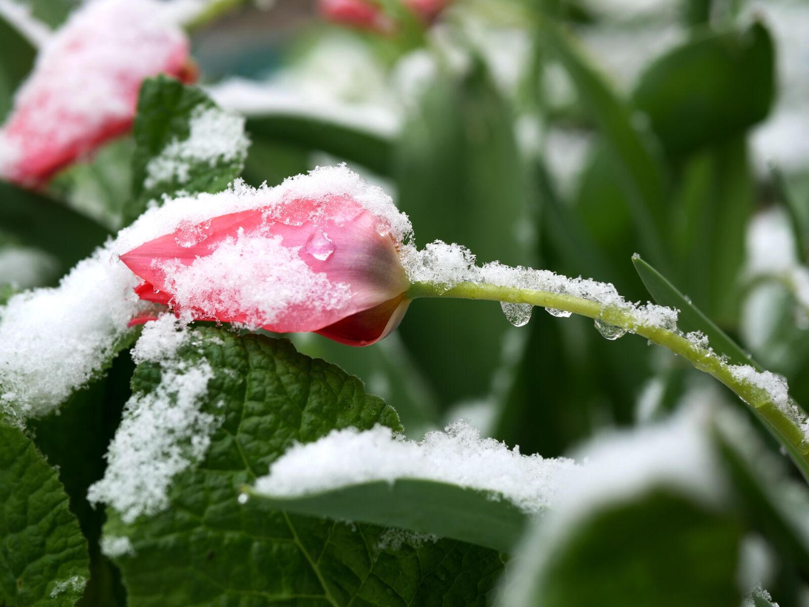 Panasonic Lumix DMC-GX85 (Lumix DMC-GX80 / Lumix DMC-GX7 Mark II) sample photo. Snow, flower, winter photography
