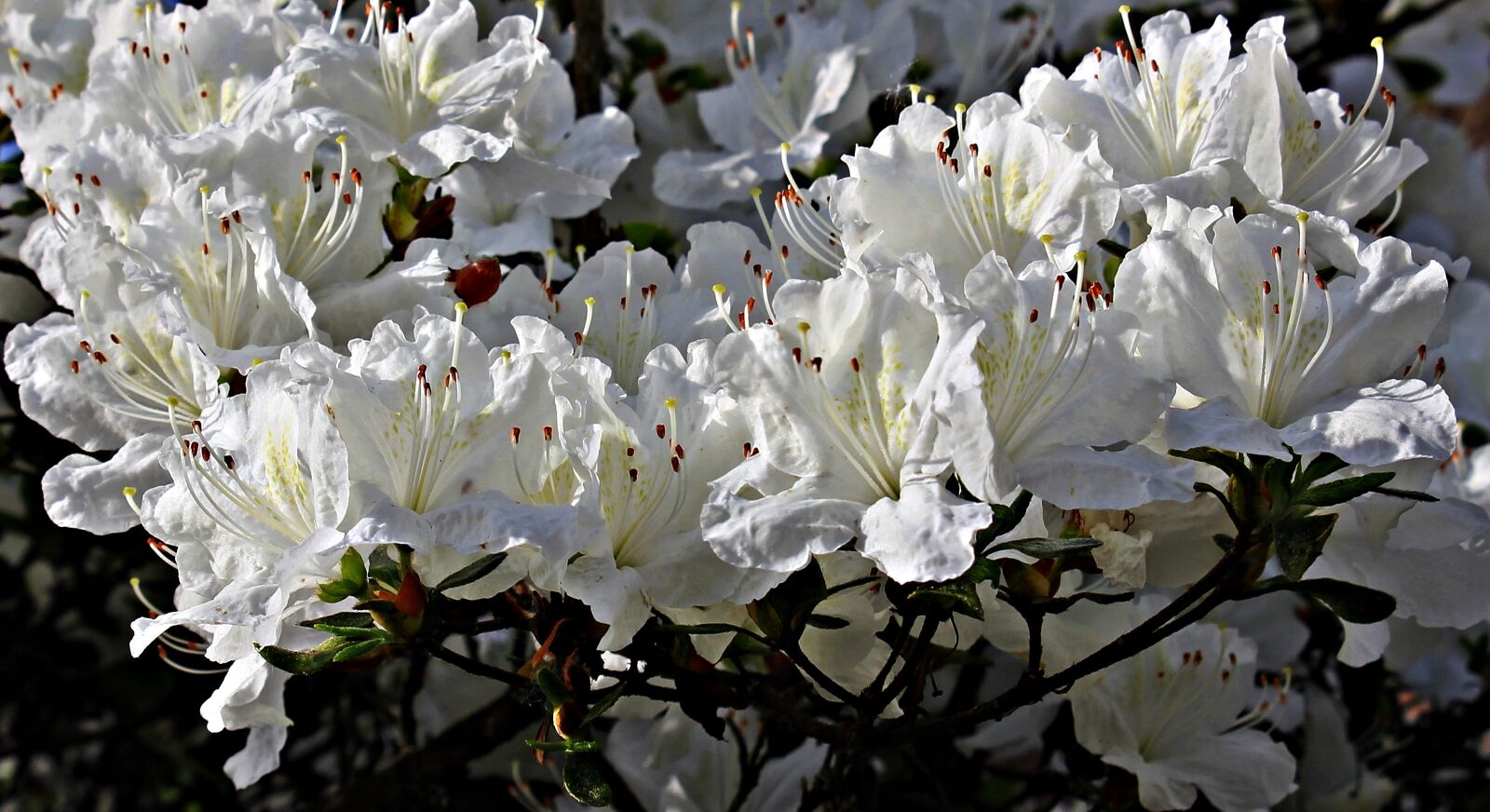 Canon EOS 550D (EOS Rebel T2i / EOS Kiss X4) sample photo. Rhododendron, flowers, white photography