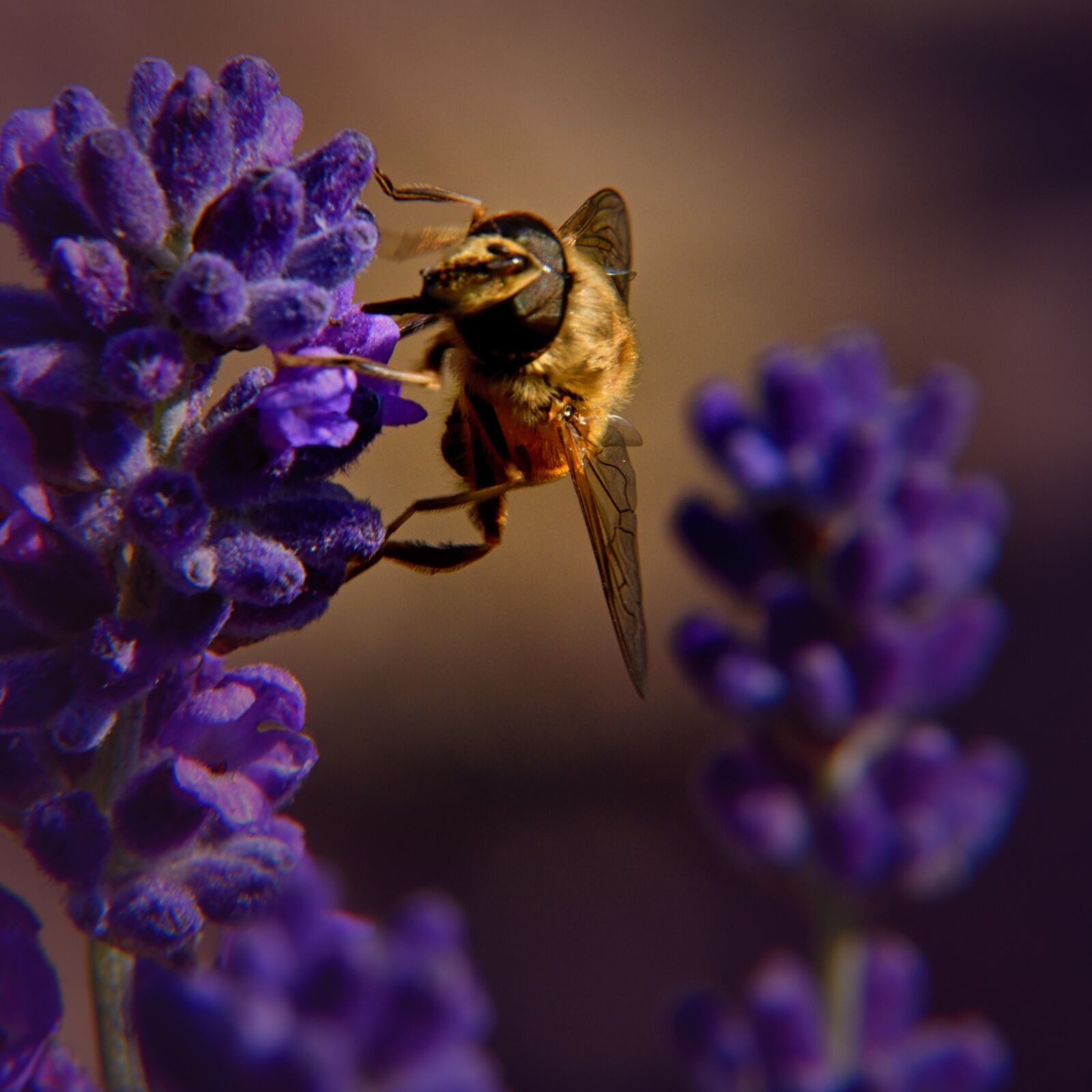 Nikon D5500 sample photo. Lavender, bee, nature photography