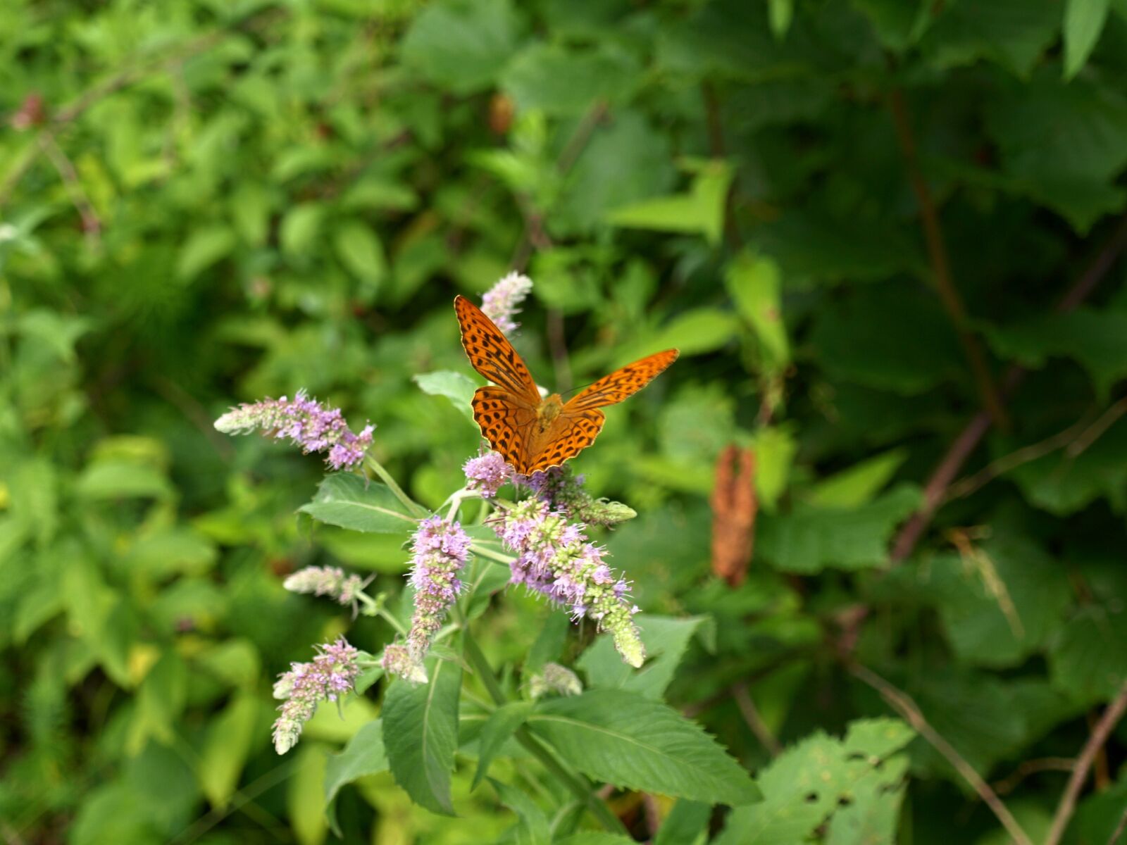 Olympus E-510 (EVOLT E-510) sample photo. Nature, butterfly, insects photography