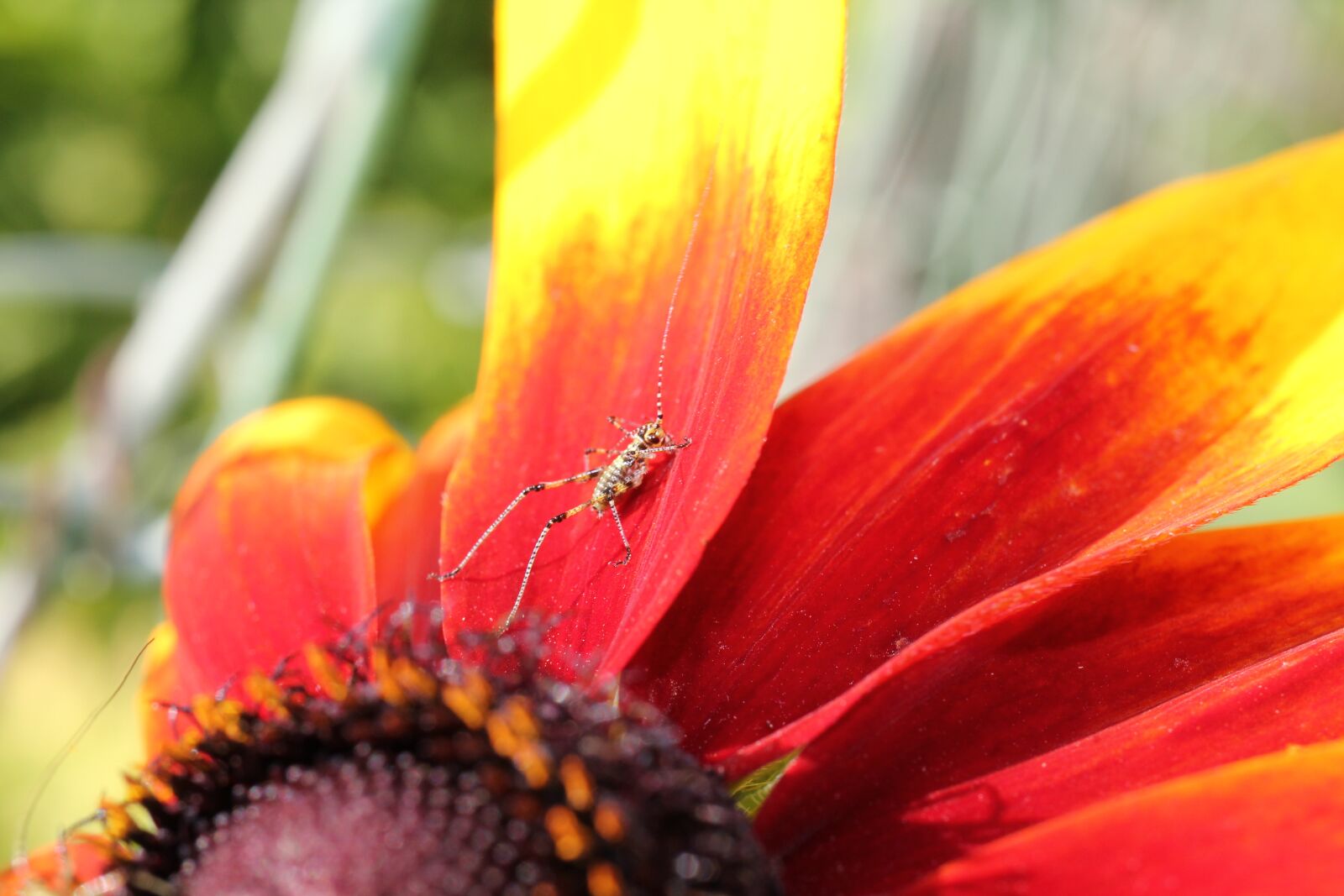 Canon EOS 550D (EOS Rebel T2i / EOS Kiss X4) sample photo. Insect, close up, coneflower photography