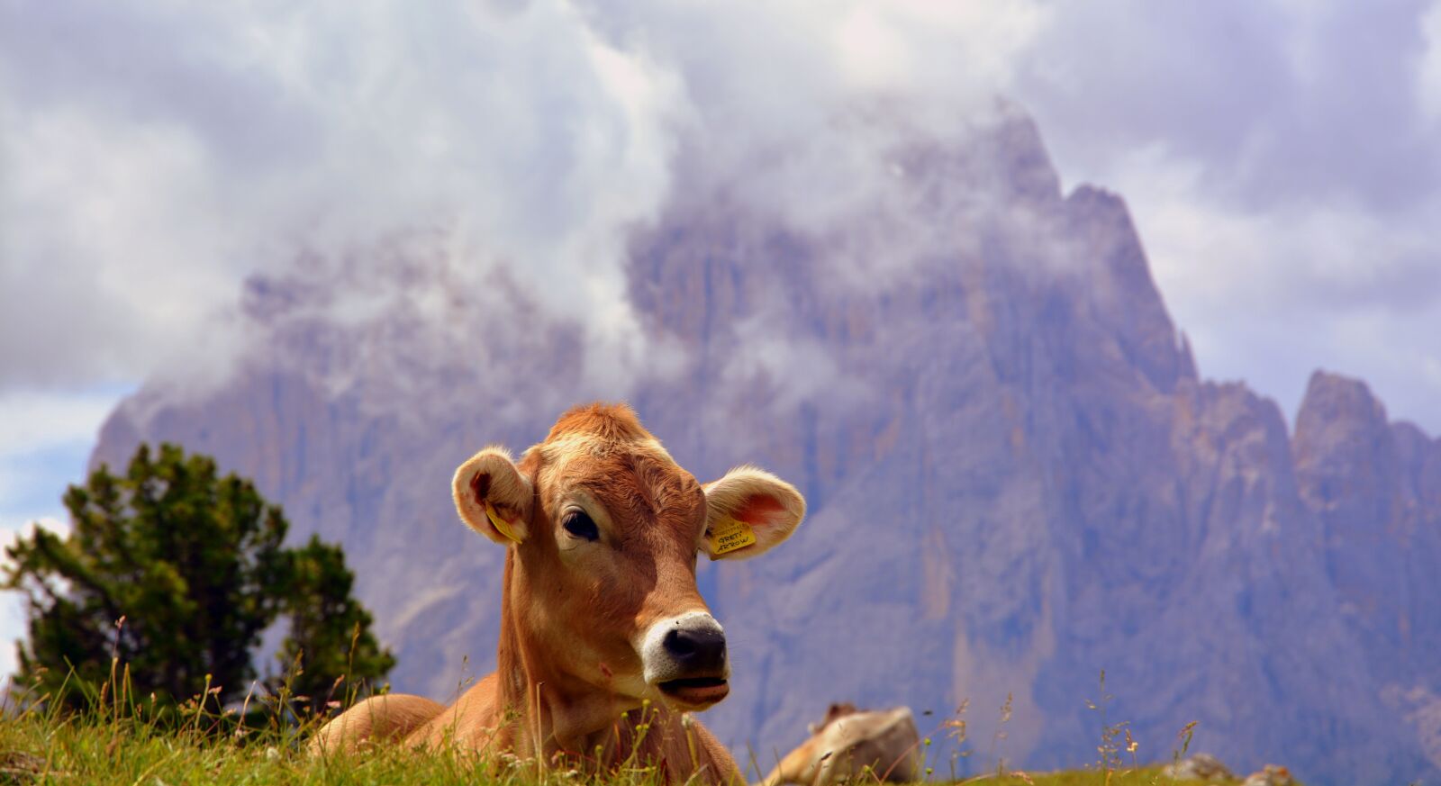 Nikon D7100 sample photo. Cow, dolomites, rest photography