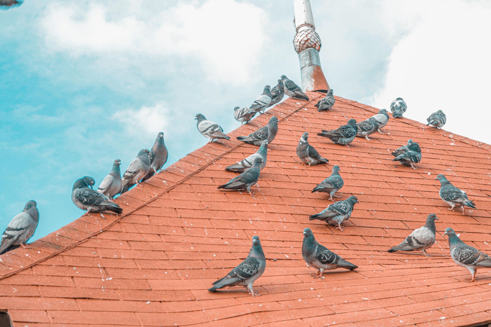 Canon EOS 750D (EOS Rebel T6i / EOS Kiss X8i) sample photo. Pigeons, roof, texas photography