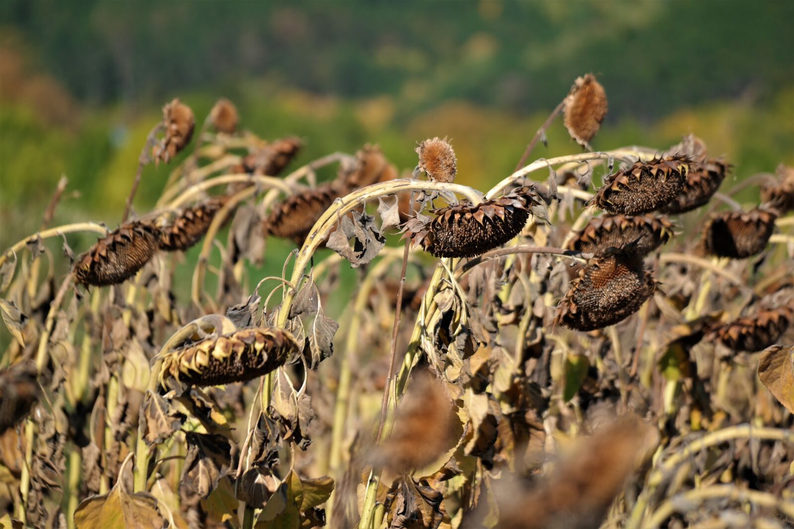 Samsung NX30 sample photo. Sunflower field, harvest time photography