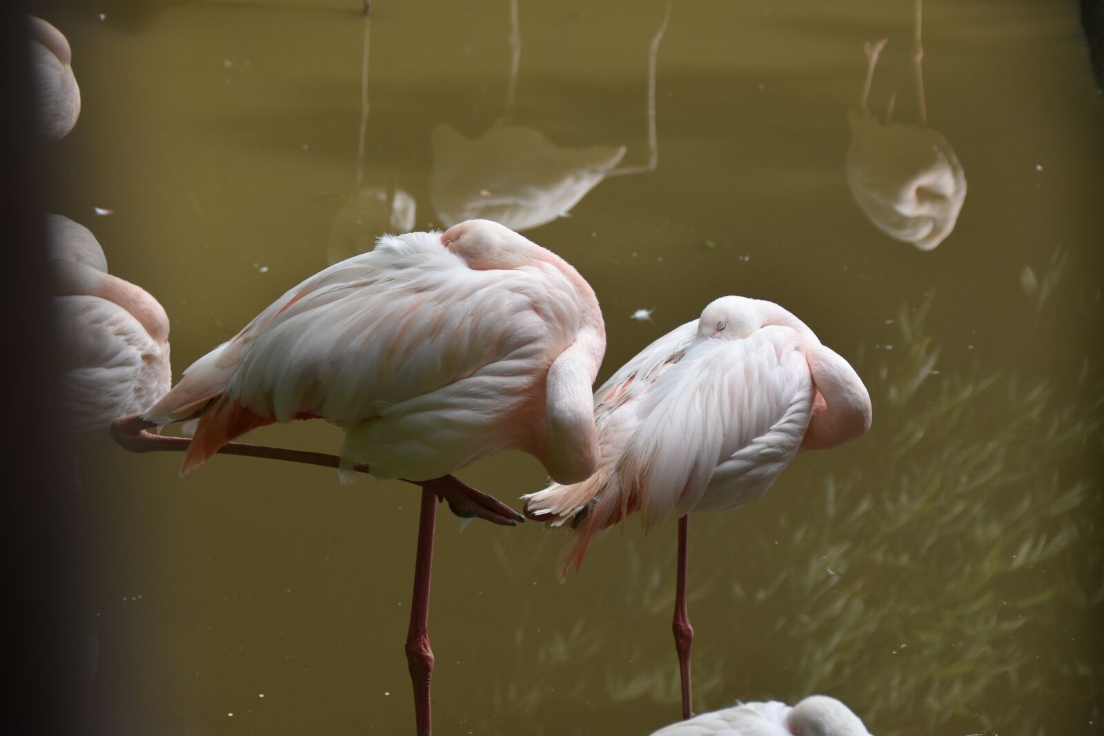 Nikon D5500 sample photo. Flamingos pink, flemish, pink photography