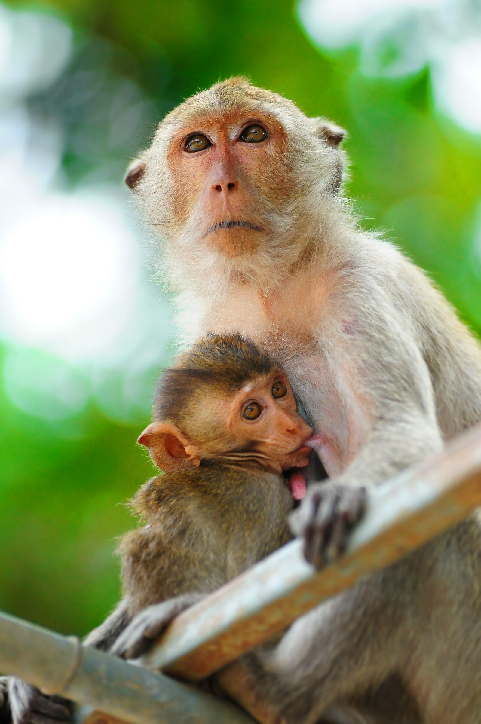 Nikon D300 sample photo. Monkey, primate, macaque photography