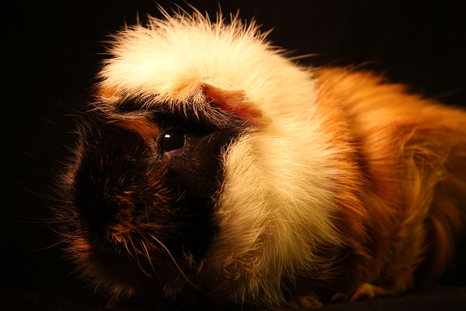 Canon EOS 700D (EOS Rebel T5i / EOS Kiss X7i) sample photo. Sea ​​pig, fur, animal photography