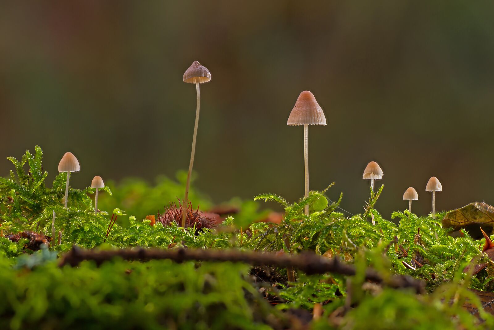 Canon EOS 7D sample photo. Mushrooms, mini mushroom, sponge photography