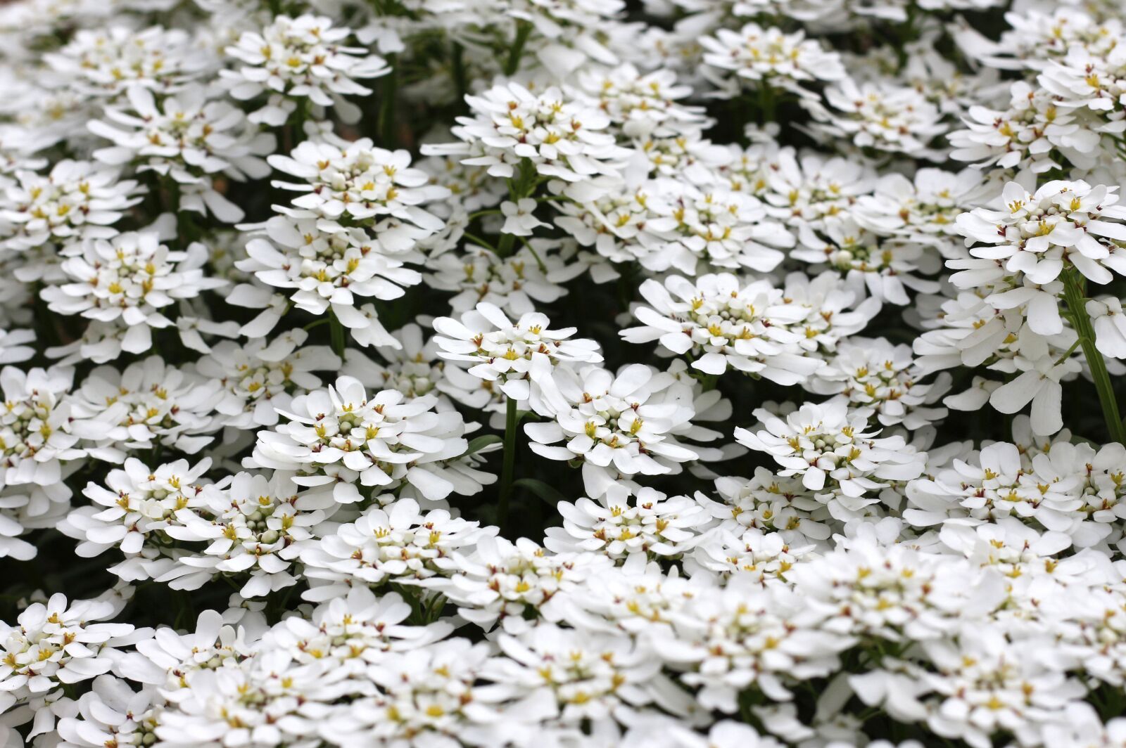 Canon EOS 700D (EOS Rebel T5i / EOS Kiss X7i) sample photo. Nature, close up, white photography