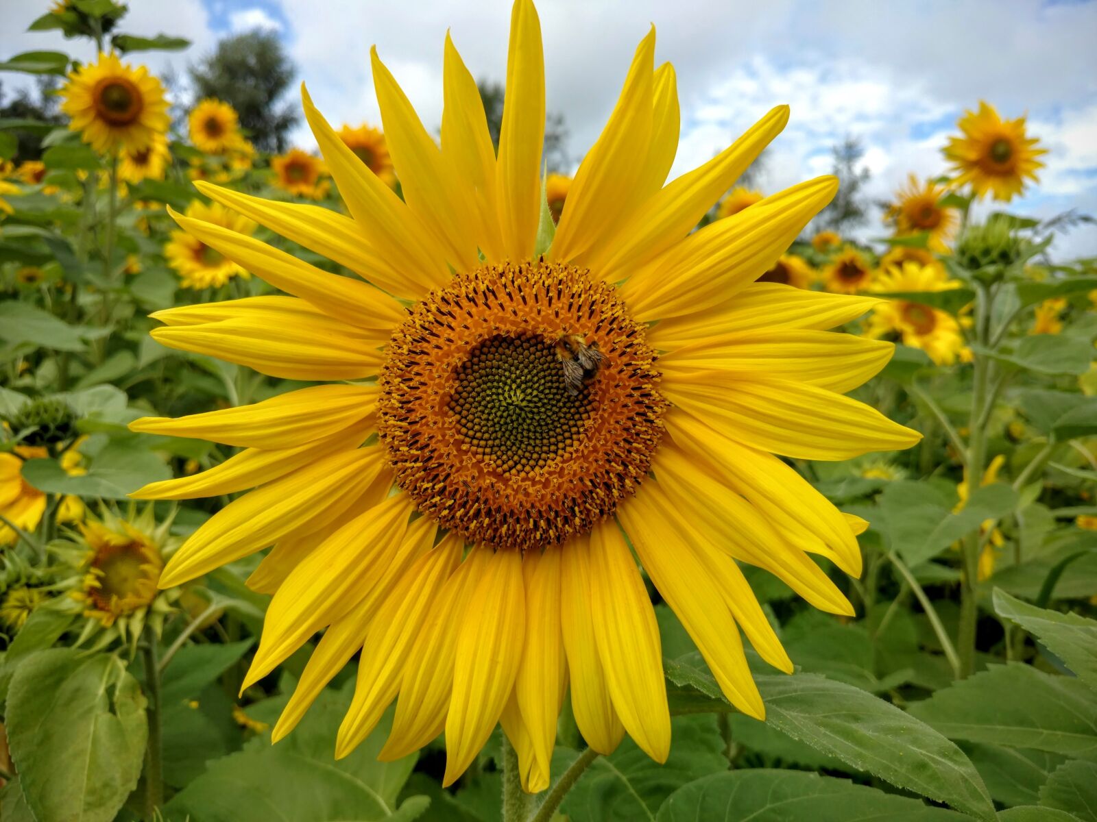 Motorola Moto X Style sample photo. Sunflower, nature, bee photography