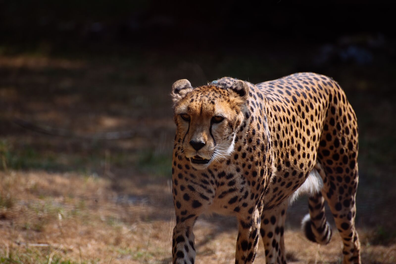 Nikon D750 sample photo. Cheetah, big cats, predator photography