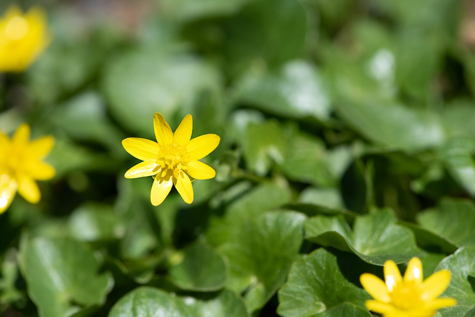 Nikon D750 sample photo. Celandine, flower, yellow photography