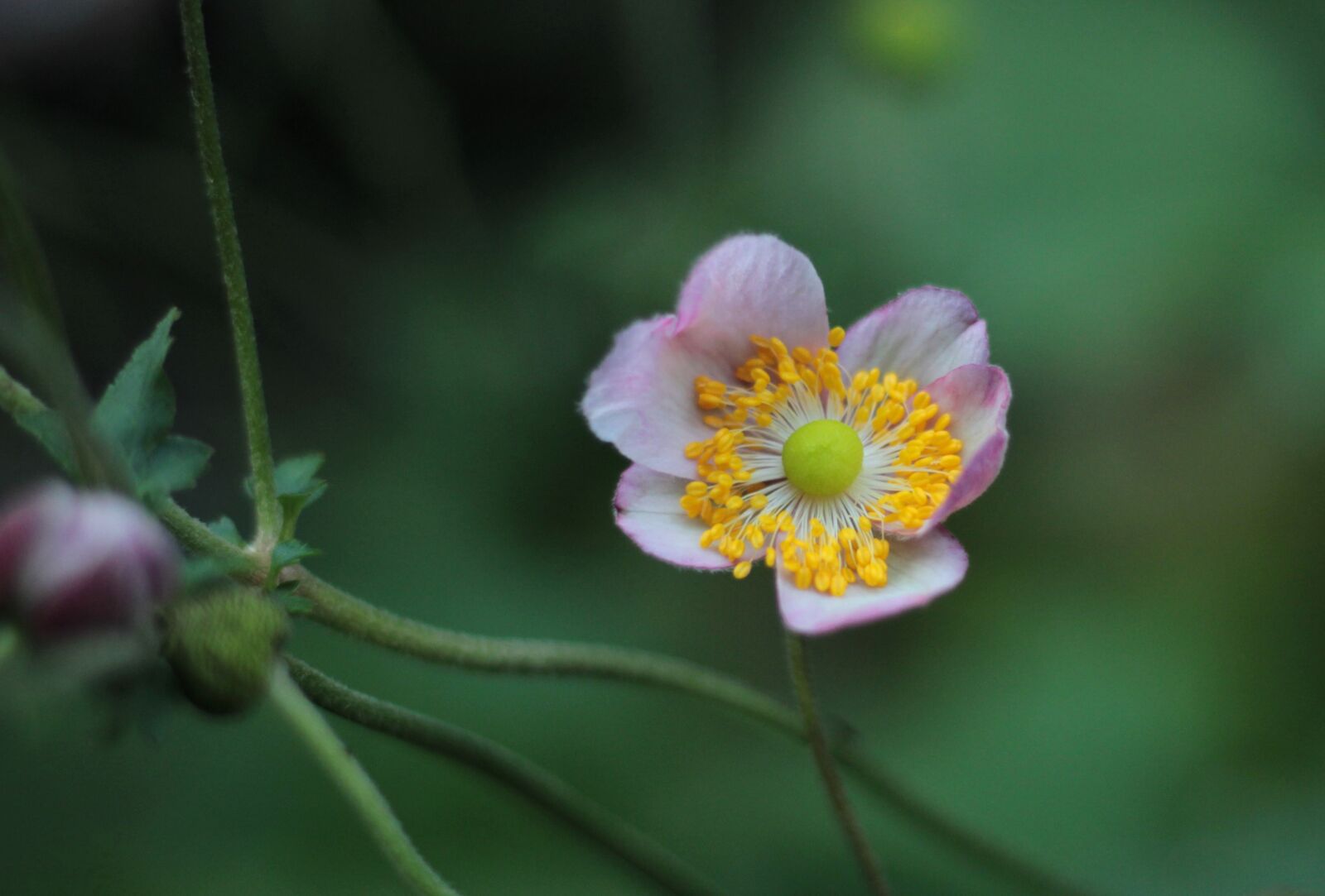 Canon EOS 600D (Rebel EOS T3i / EOS Kiss X5) sample photo. Herfstanemoon, pink, stamens photography