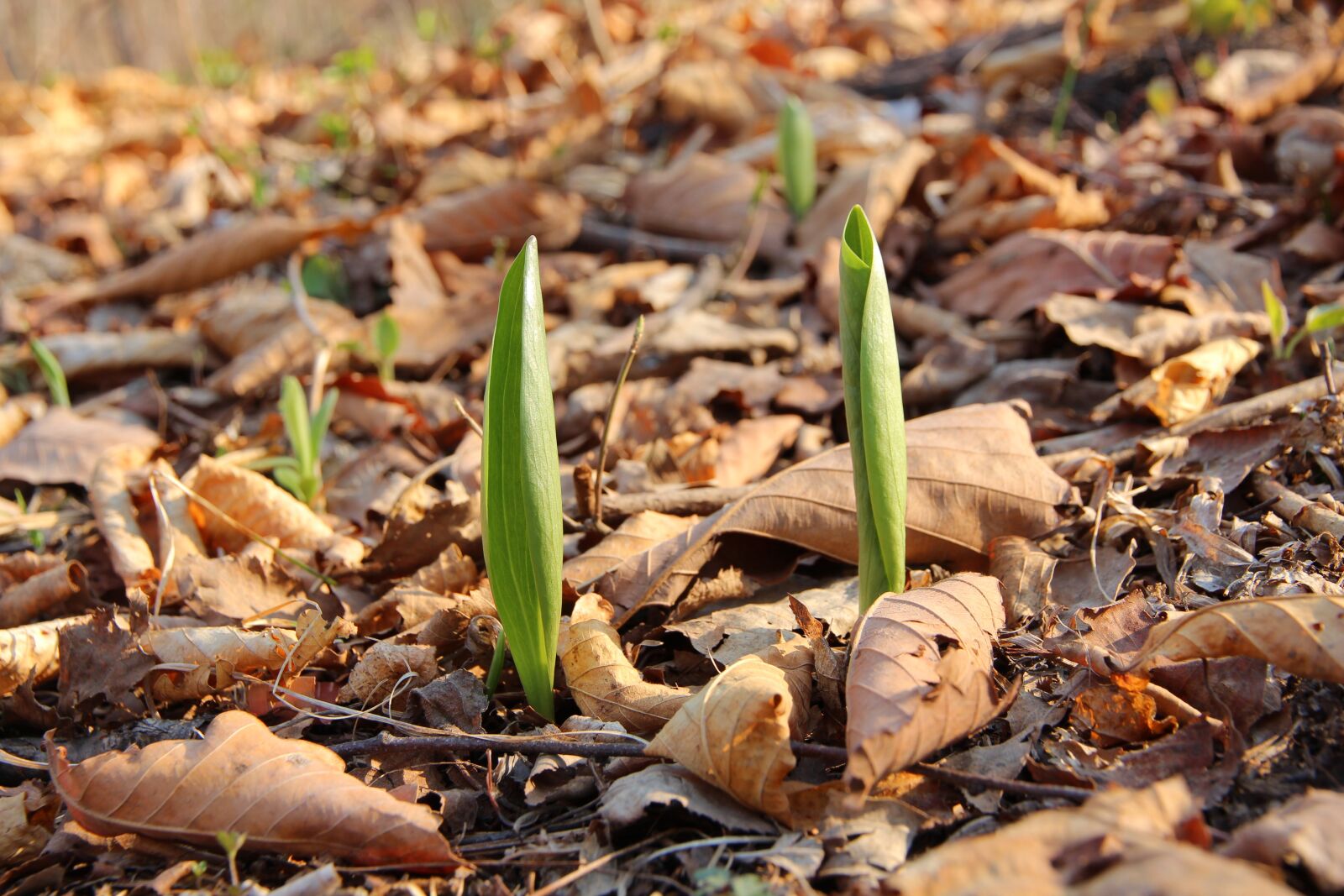 Canon EOS 650D (EOS Rebel T4i / EOS Kiss X6i) sample photo. Spring, fallen leaves, greens photography