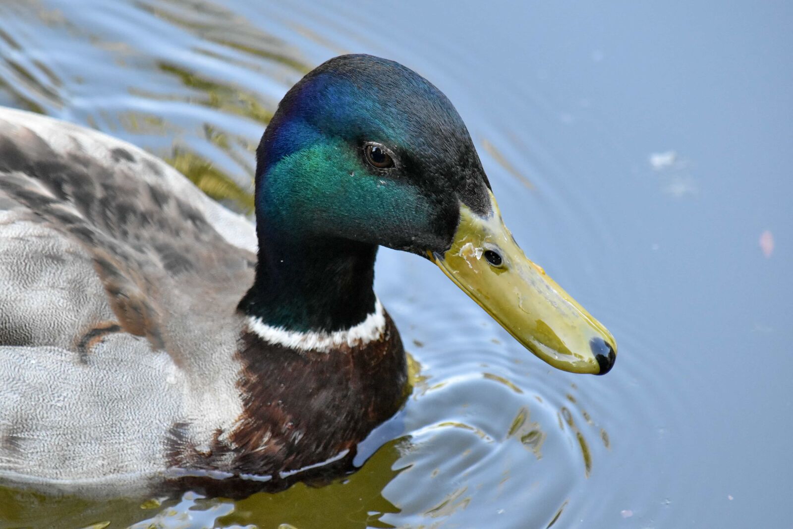 Nikon D5500 sample photo. Duck, head, wildlife, pool photography