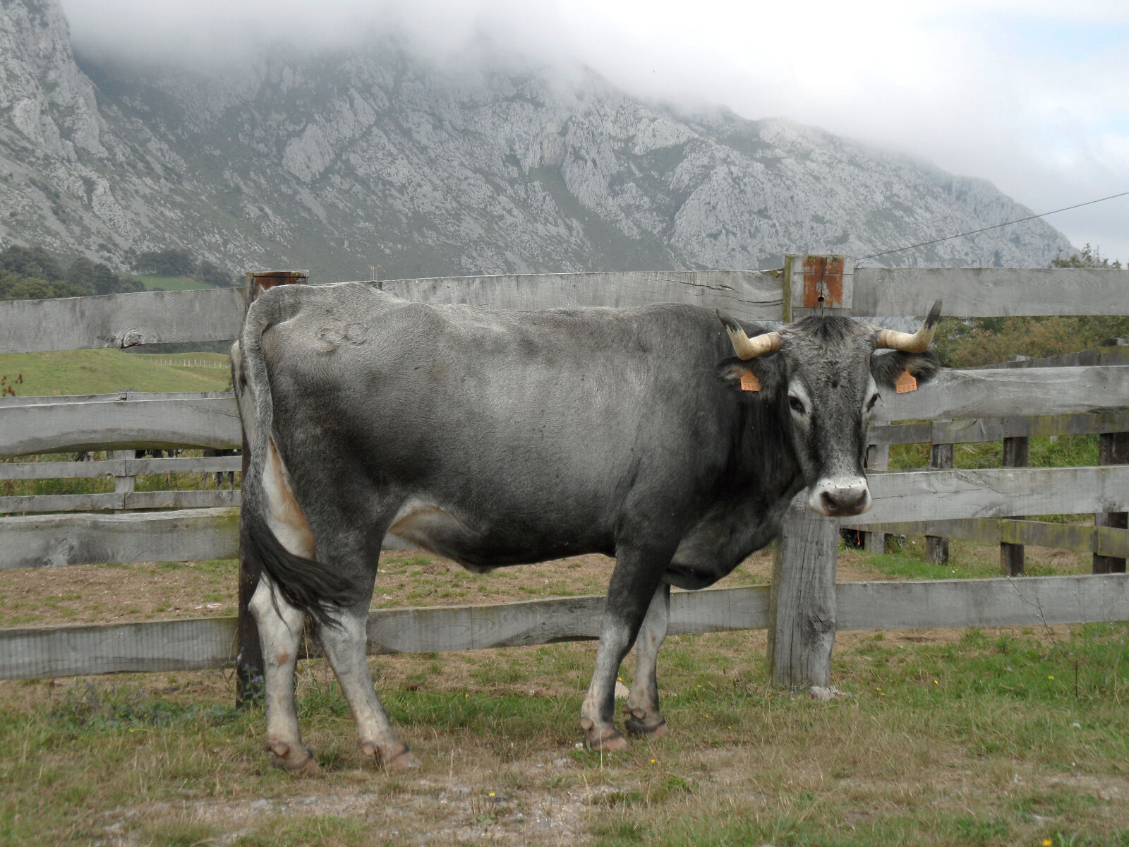 Samsung WB600 / VLUU WB600 /  WB610 sample photo. Animal, cantabria, cow, tudanca photography
