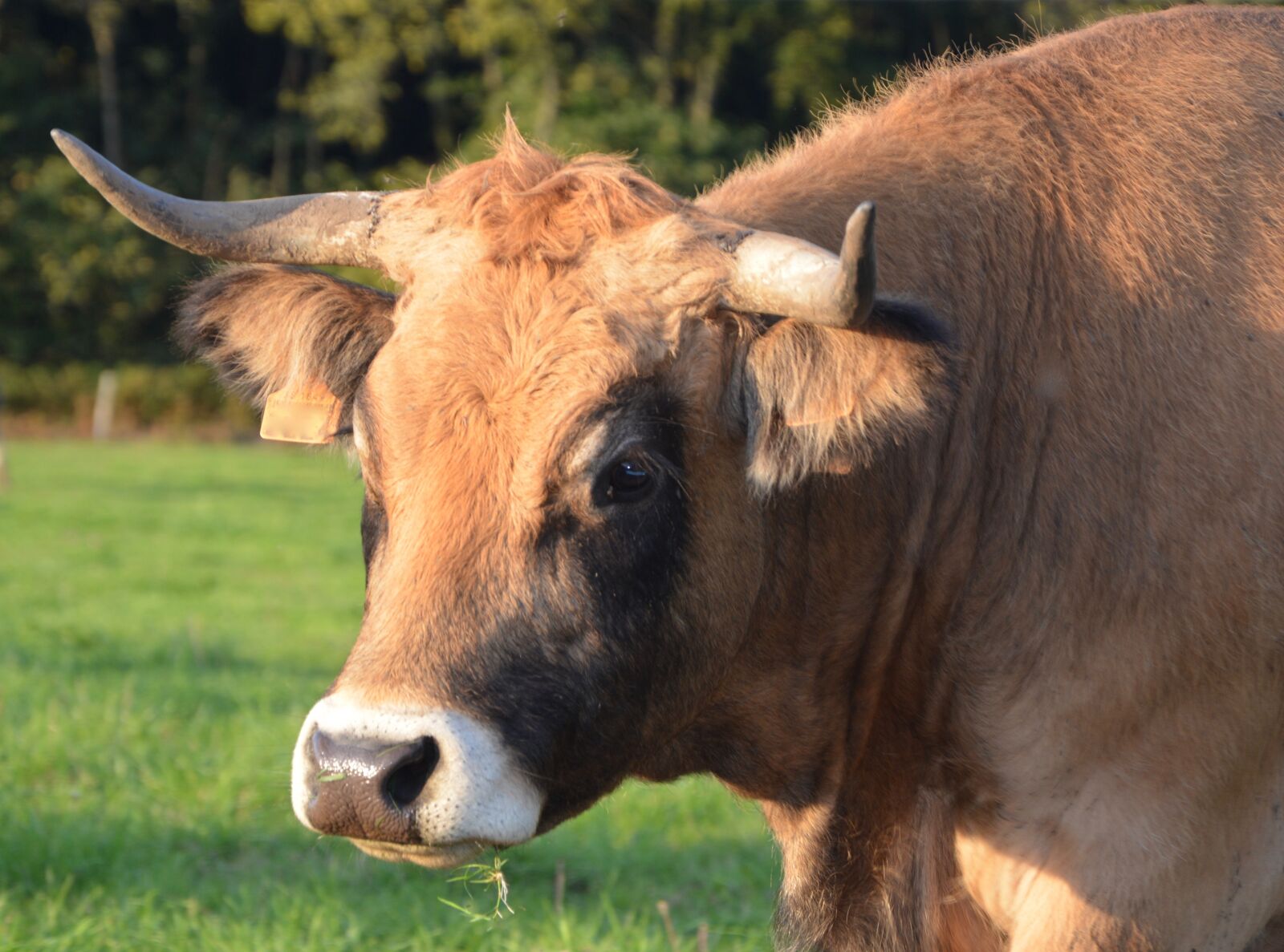 Nikon D5200 sample photo. Cow, cattle, ruminant photography