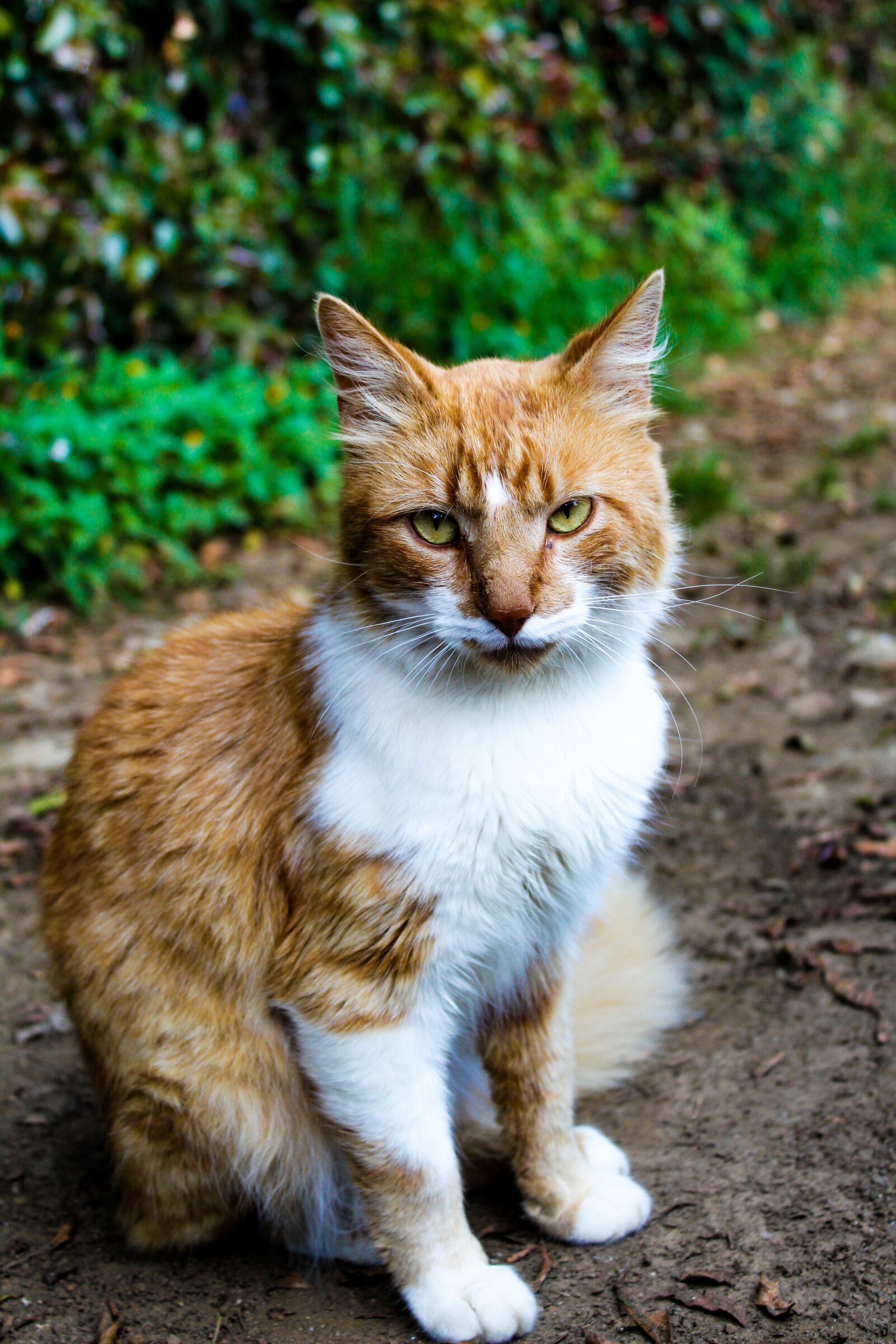 Canon EOS 1300D (EOS Rebel T6 / EOS Kiss X80) sample photo. Nice, cat, animalia photography