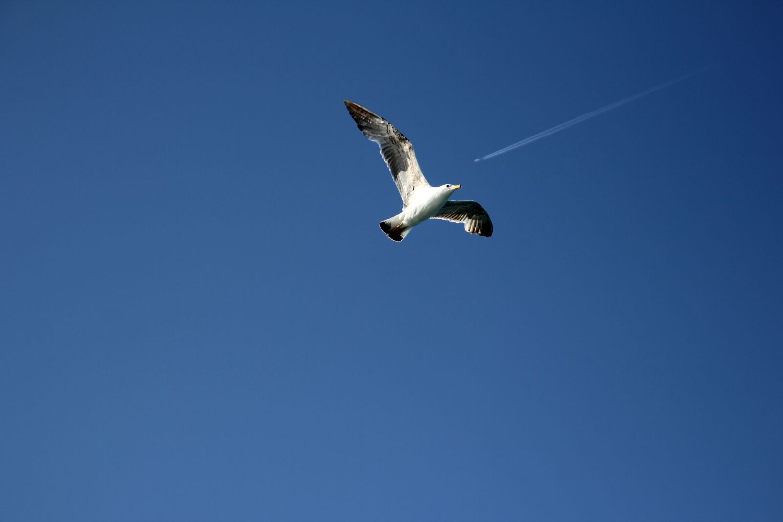 Canon EOS 60D sample photo. Seagull, sky, tail photography