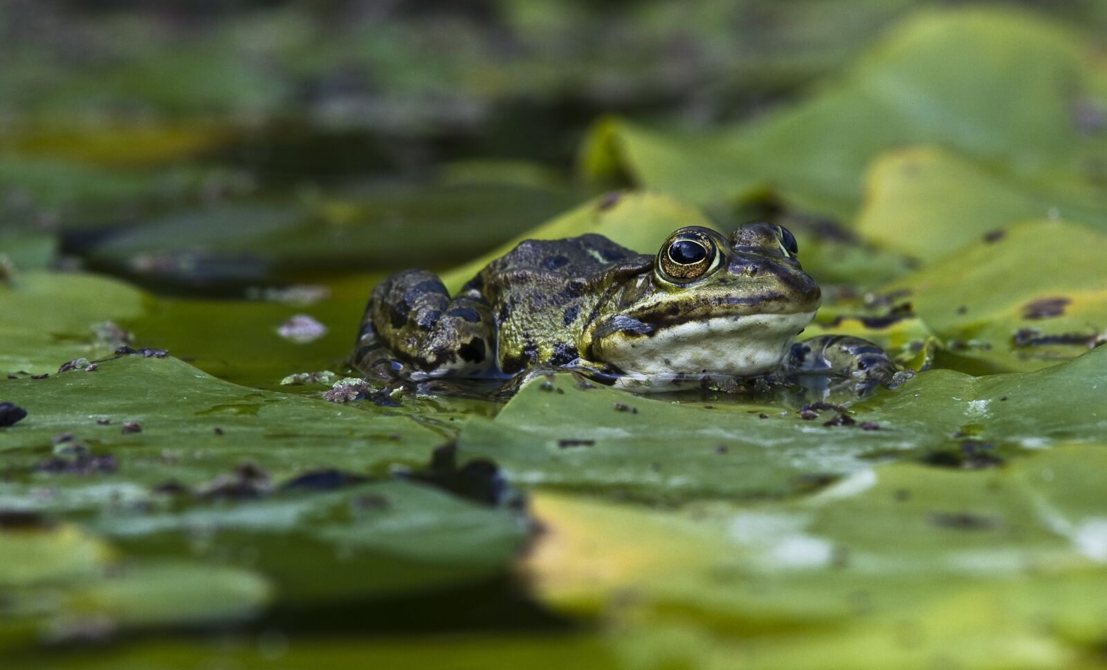 Pentax K-30 sample photo. Frog, pond, close up photography