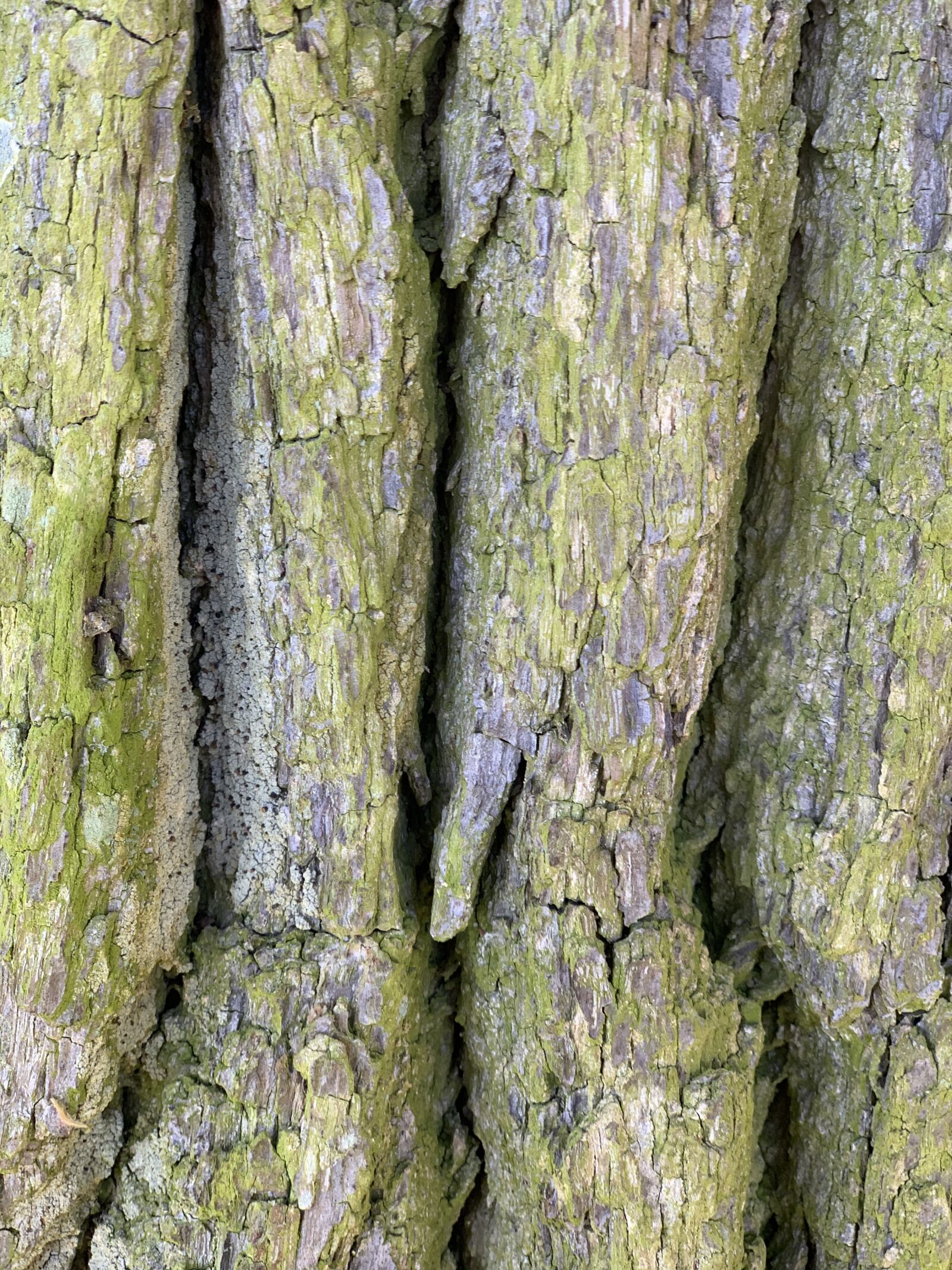 iPhone XS back dual camera 6mm f/2.4 sample photo. Wood, bark, natural photography