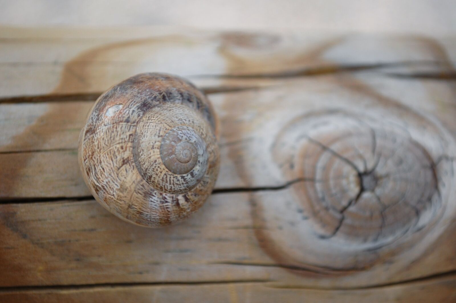 Nikon D40 sample photo. Snail, shell, wood photography
