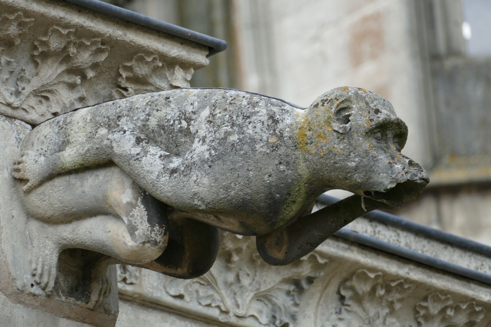 Panasonic Lumix DMC-FZ1000 sample photo. Gargoyle, waterspuger, water photography