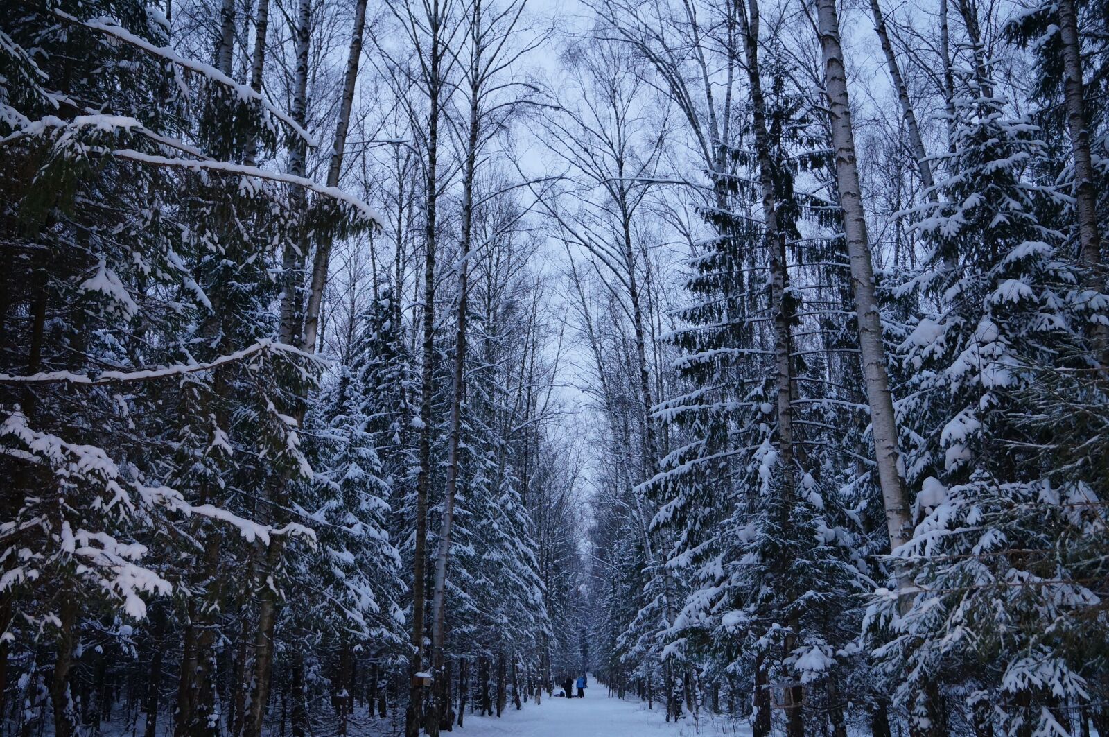 Sony SLT-A57 sample photo. Winter, forest, silence photography