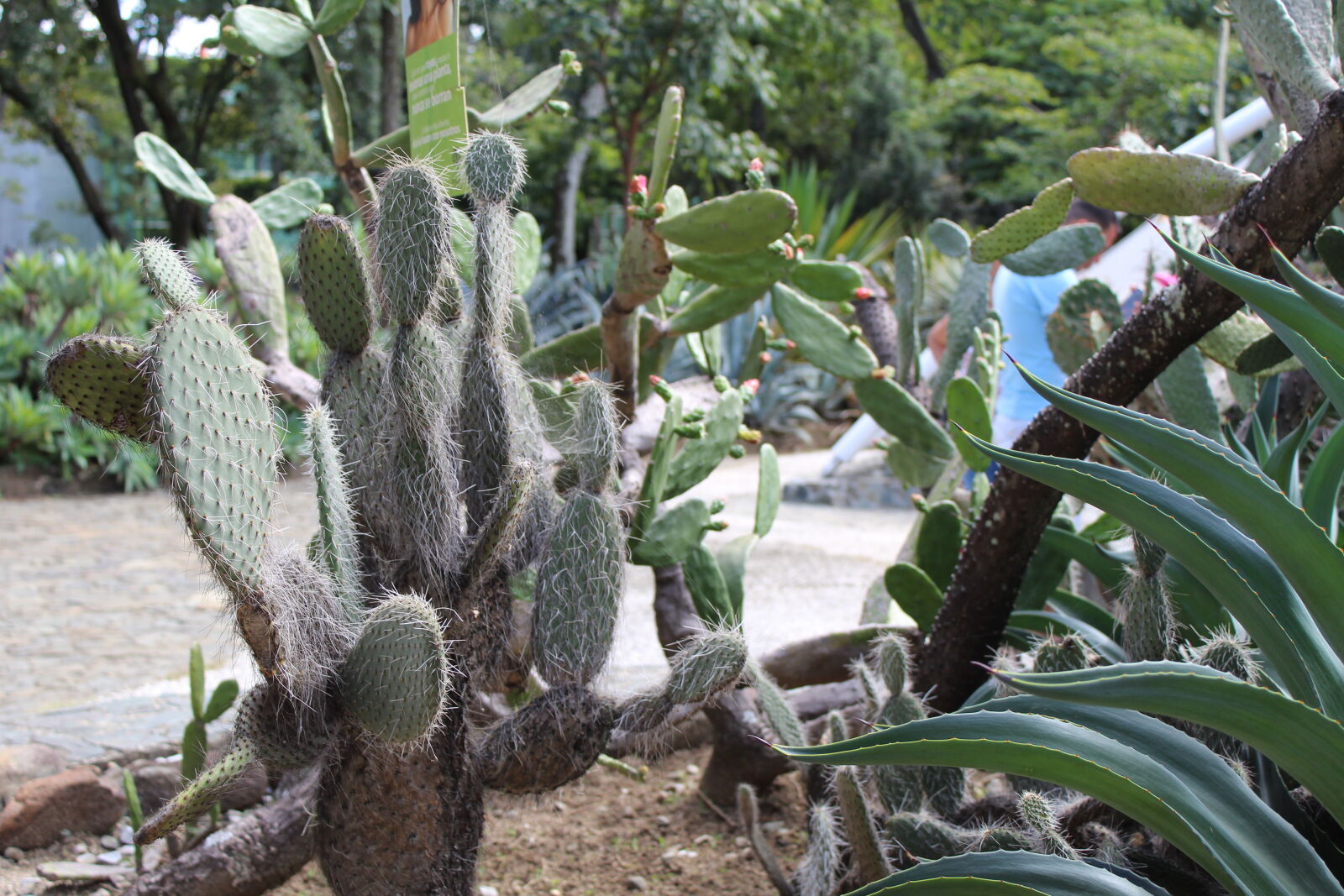 Canon EOS 1300D (EOS Rebel T6 / EOS Kiss X80) sample photo. Cactus photography