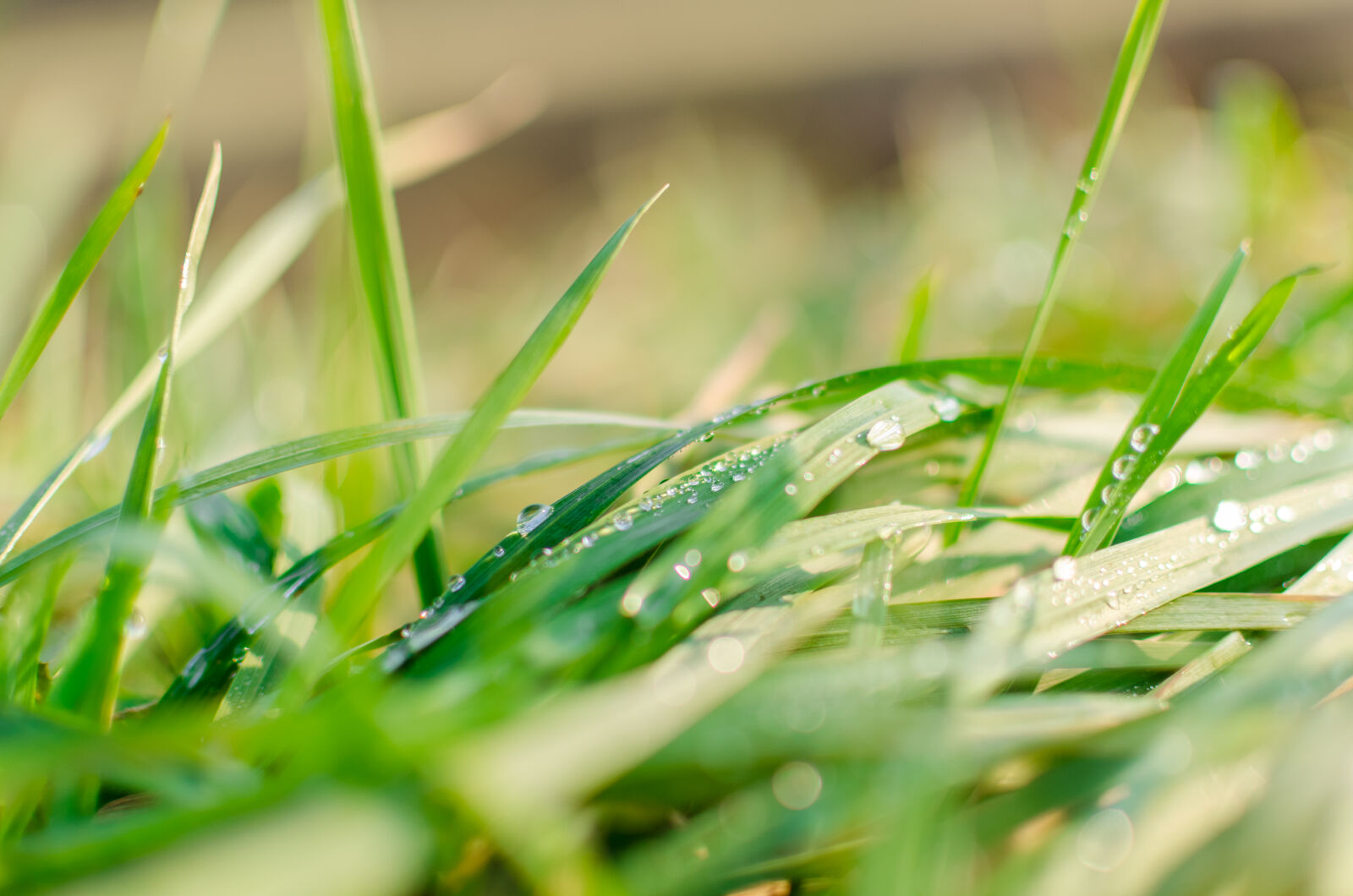 Nikon D5100 + Nikon AF-S DX Nikkor 35mm F1.8G sample photo. Abstract, background, bright, bubble photography