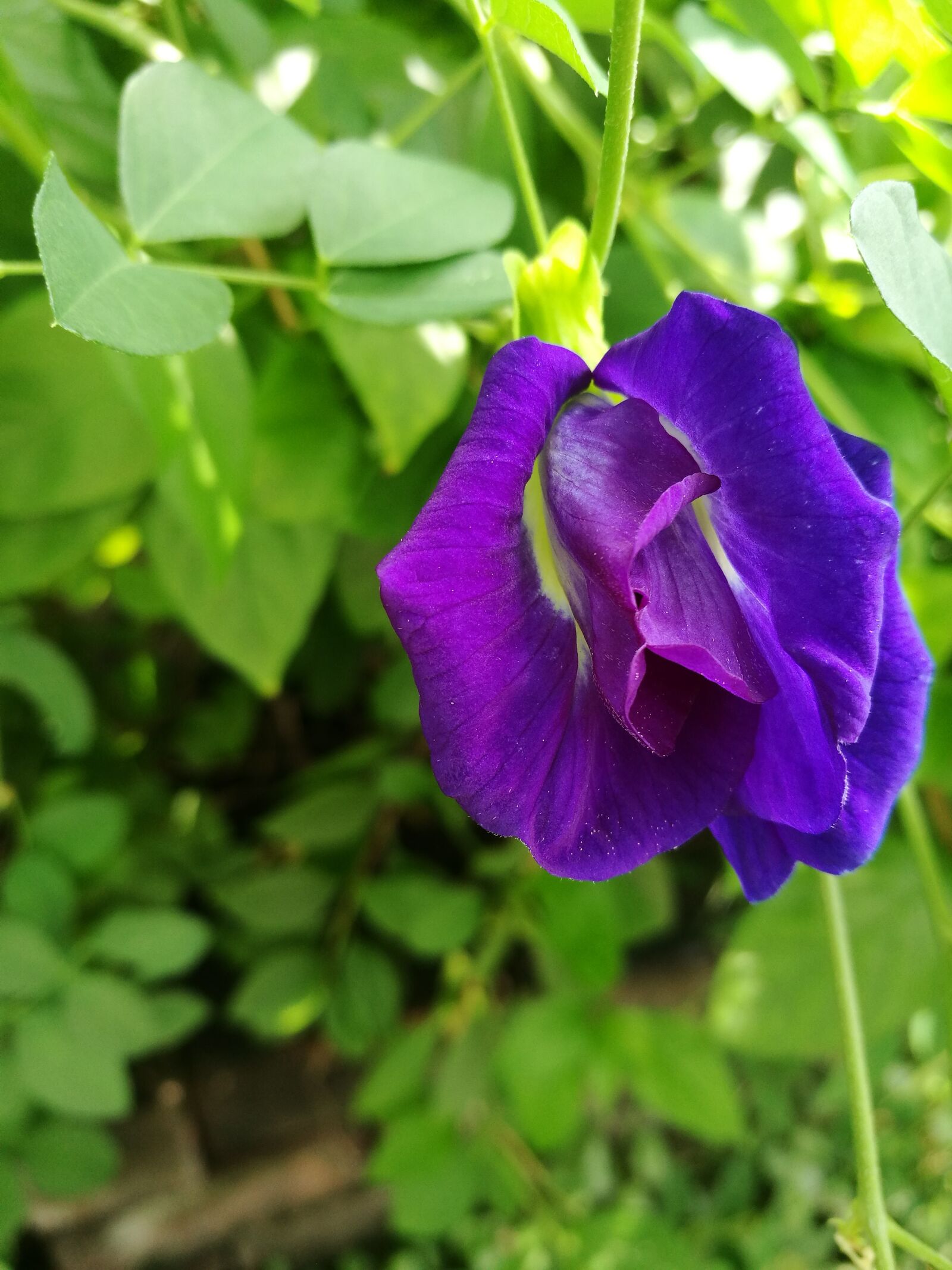 HUAWEI P9 Plus sample photo. Flowers, pea flowers, purple photography