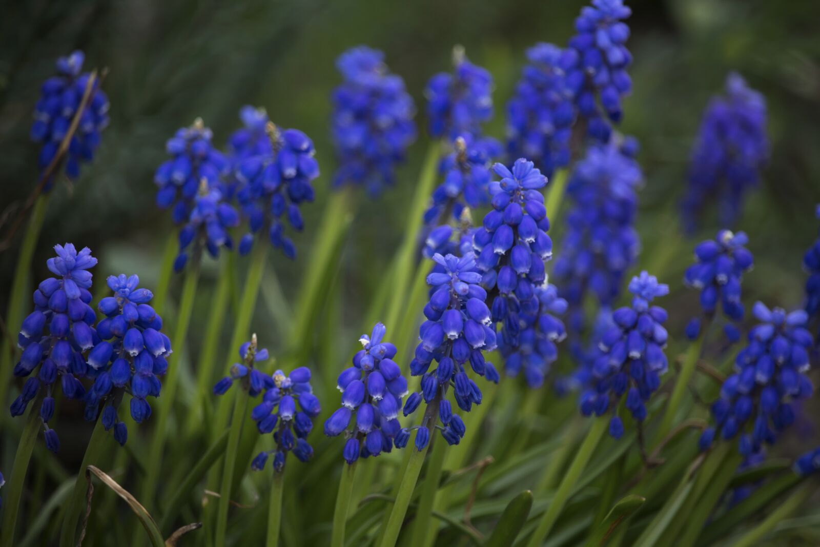 Canon EOS 700D (EOS Rebel T5i / EOS Kiss X7i) sample photo. Spring, grape hyacinths, garden photography