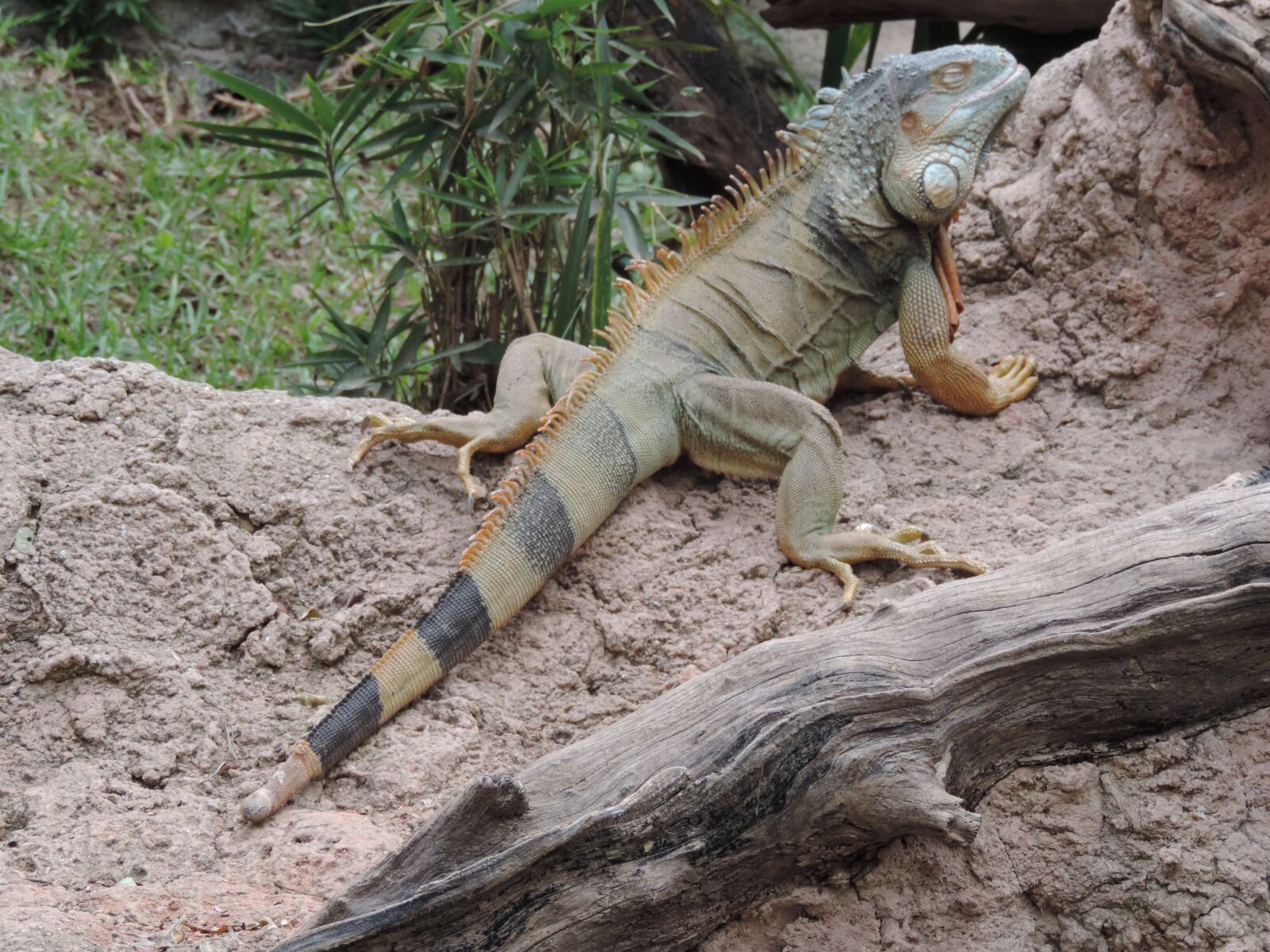 Nikon Coolpix P520 sample photo. A lizard in the photography