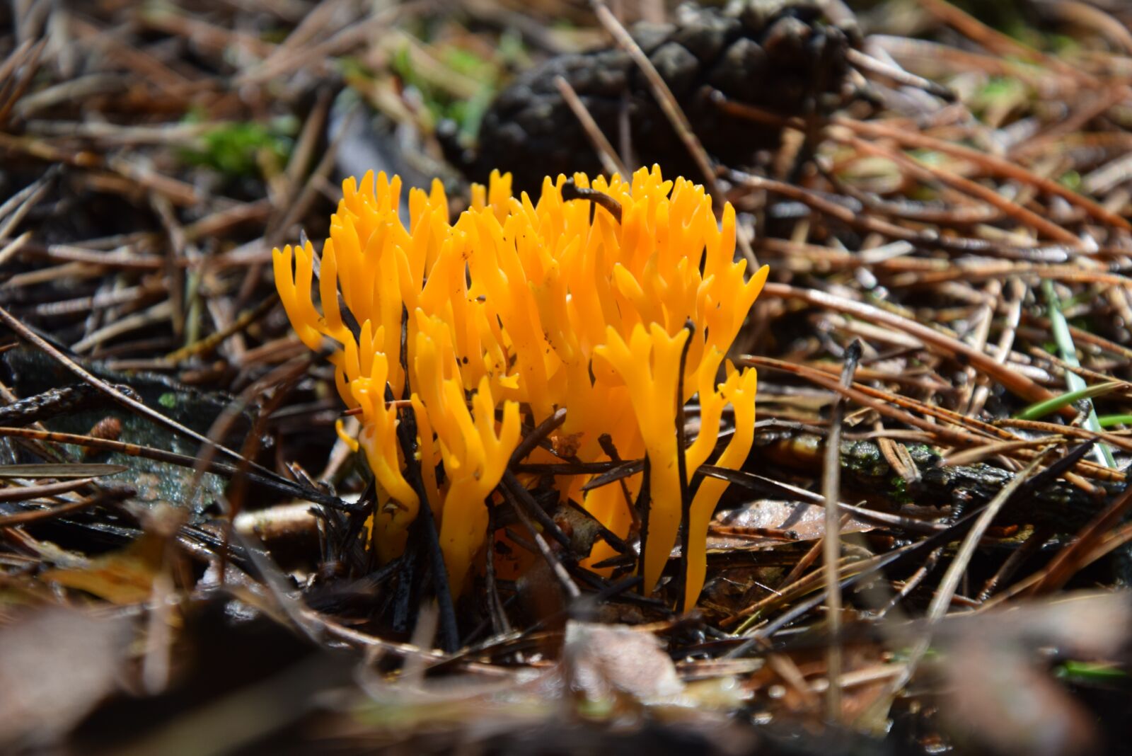 Nikon D5300 sample photo. Mushroom, forest, litter photography