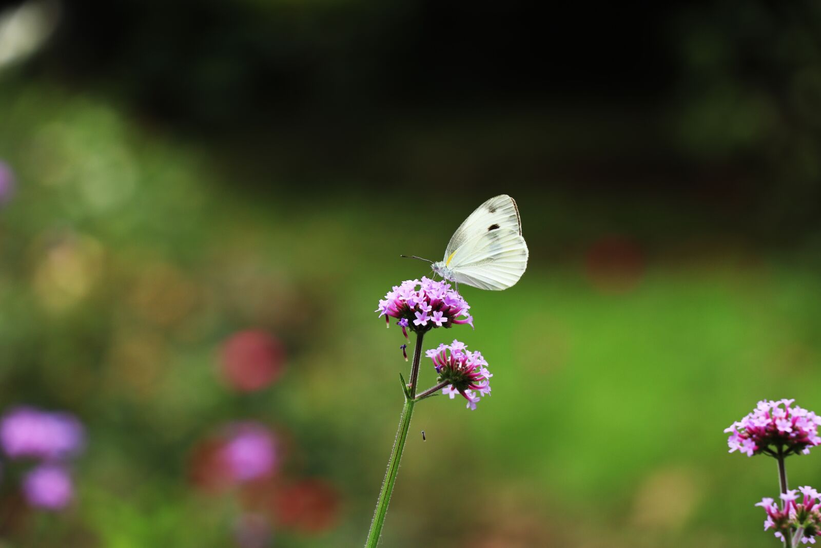Canon EOS 77D (EOS 9000D / EOS 770D) sample photo. Butterfly, flower, garden photography