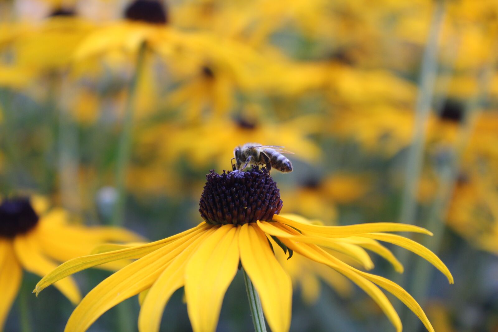 Canon EOS 60D sample photo. Flower, bee, yellow photography