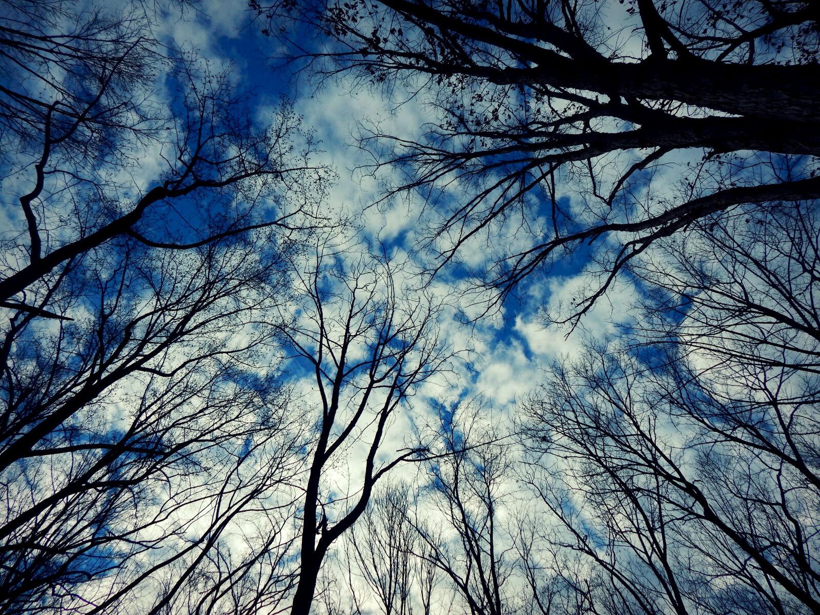 Nikon Coolpix L830 sample photo. Dead, trees photography